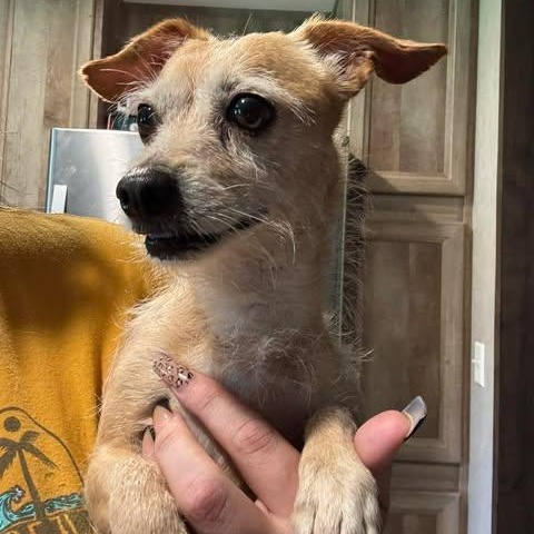 Enlarge Perry, a Adoptable mixed breed in Hartford, CT image 4/4