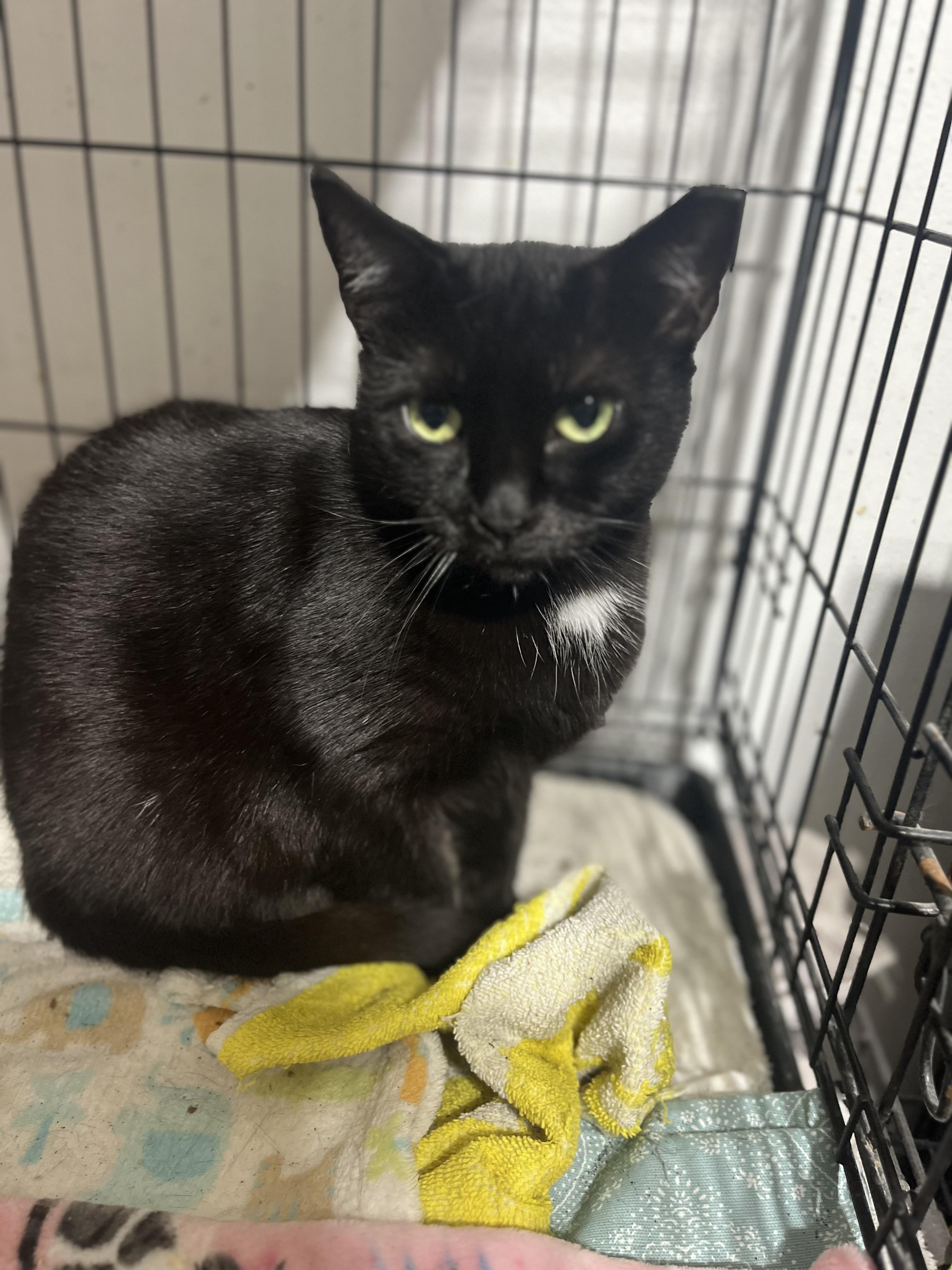 Frankie Girl, Adoptable, Young Female Domestic Short Hair.