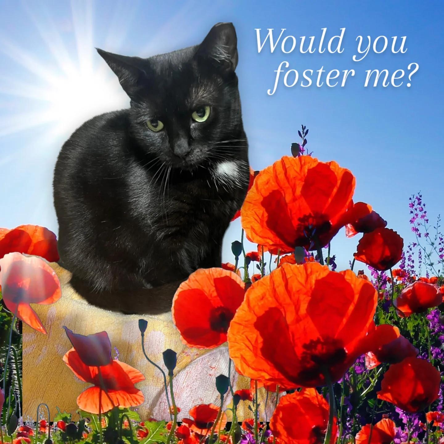 Frankie Girl, a Adoptable Domestic Short Hair in Parkland, FL image 2/3