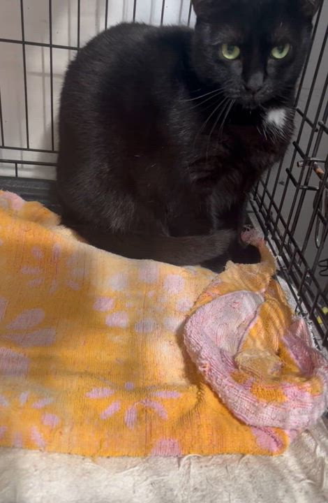 Enlarge Frankie Girl, a Adoptable Domestic Short Hair in Parkland, FL video 3/3