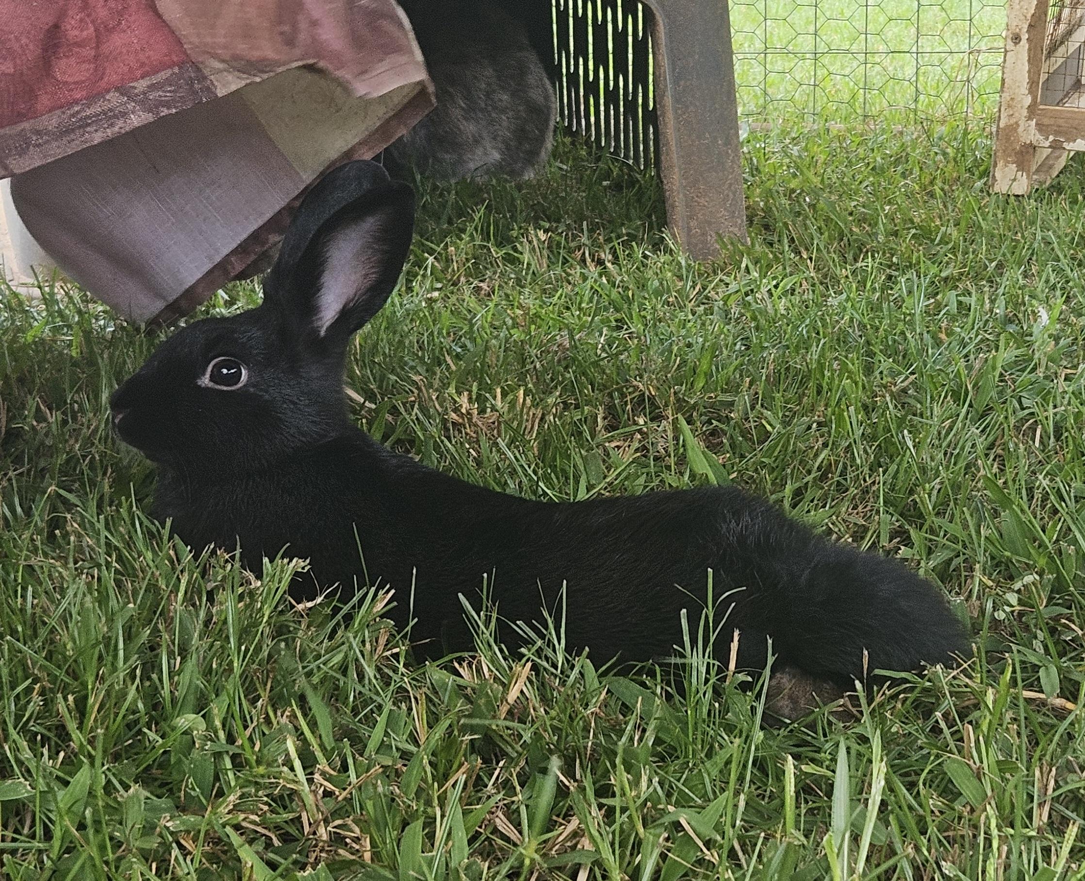 Enlarge Poe, an adopted mixed breed in FOLEY, AL image 2/3