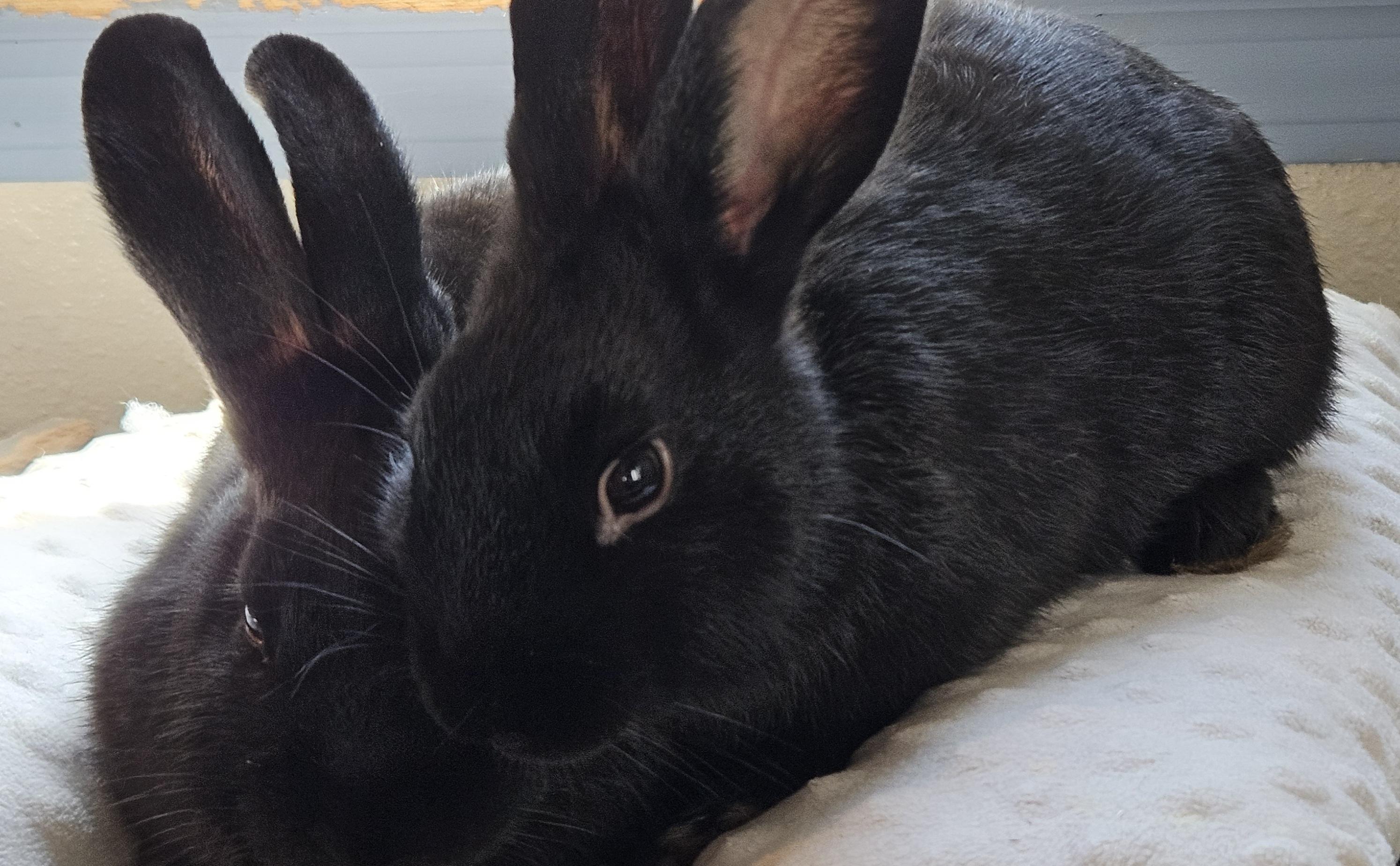 Enlarge Poe, an adopted mixed breed in FOLEY, AL image 3/3