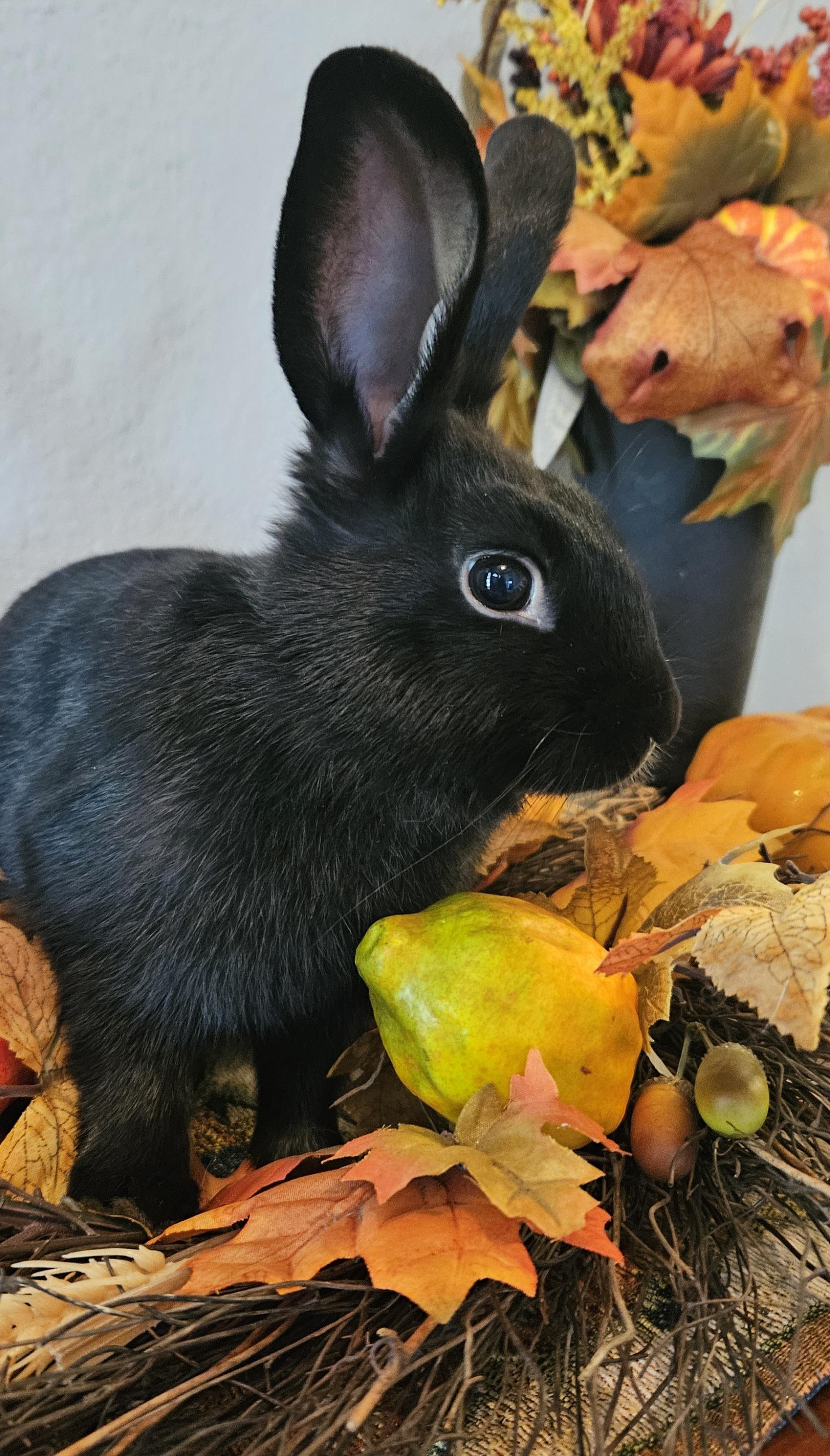 Poe, adopted, Baby Male Rex.