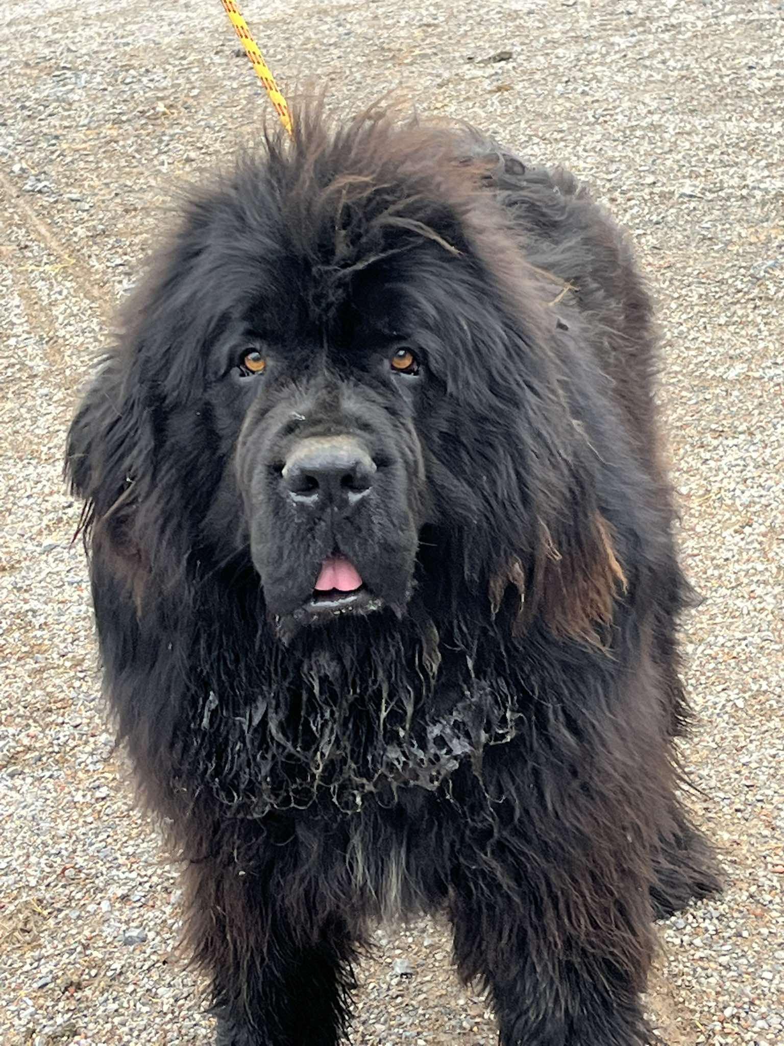 Enlarge Moose, a Adoption Pending Newfoundland Dog in Havertown, PA image 1/2