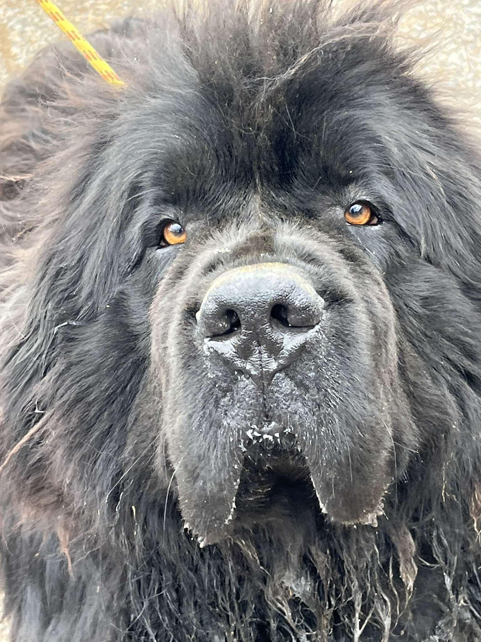 Enlarge Moose, a Adoption Pending Newfoundland Dog in Havertown, PA image 2/2