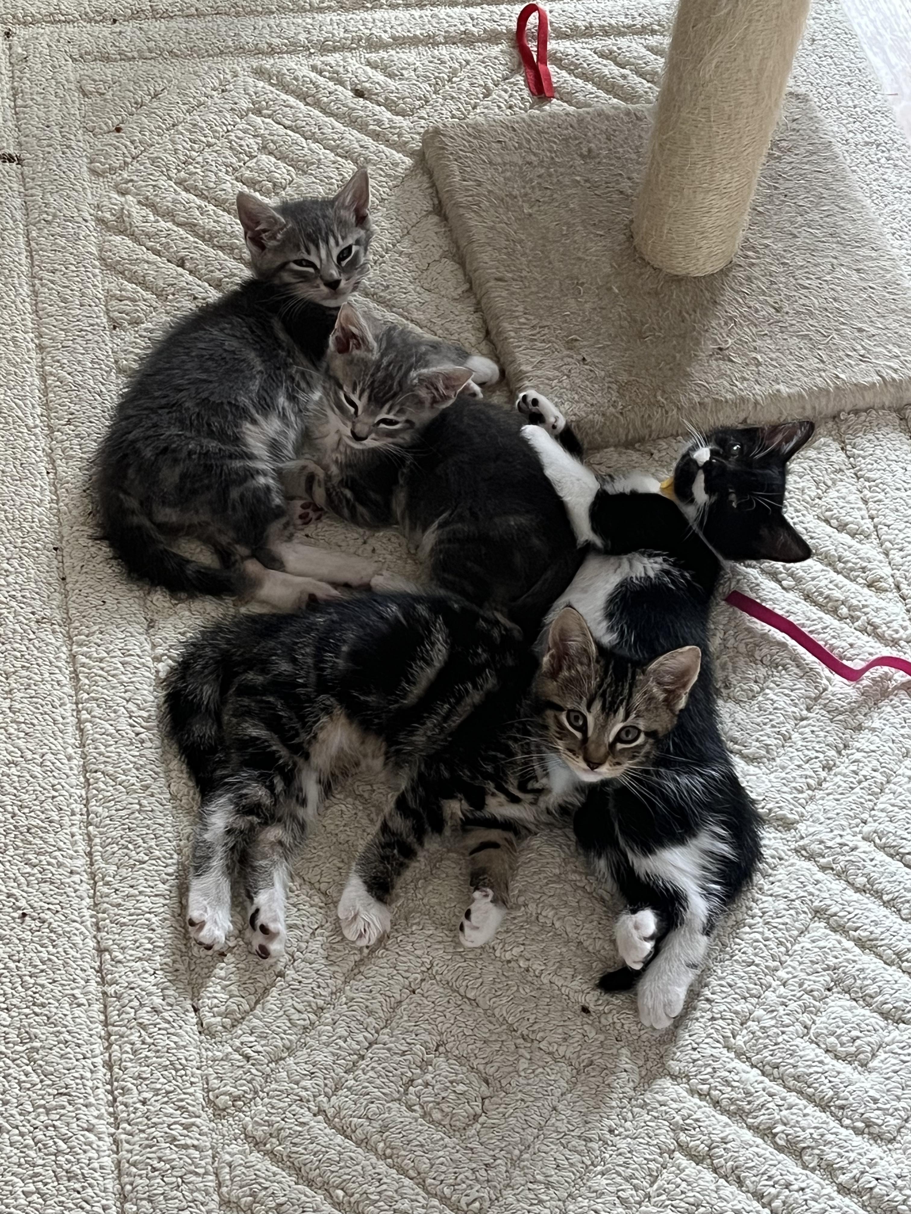 The Boardgame Litter (TEN KITTENS)!!!