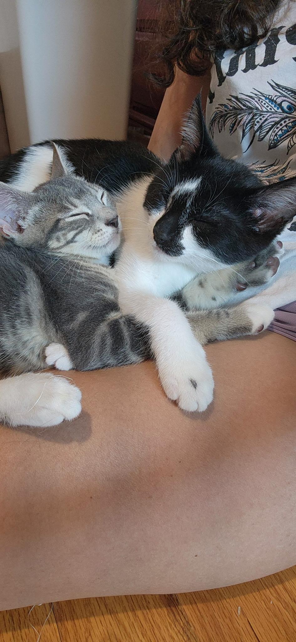 The Boardgame Litter (SIX KITTENS)!!!, Baby Female unknown