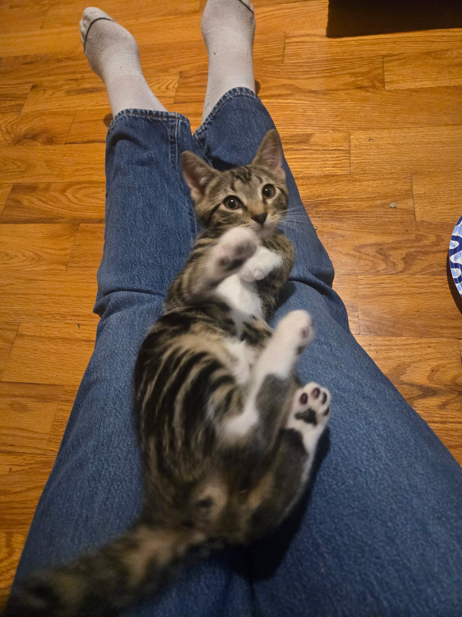 The Boardgame Litter (TEN KITTENS)!!! photo 3