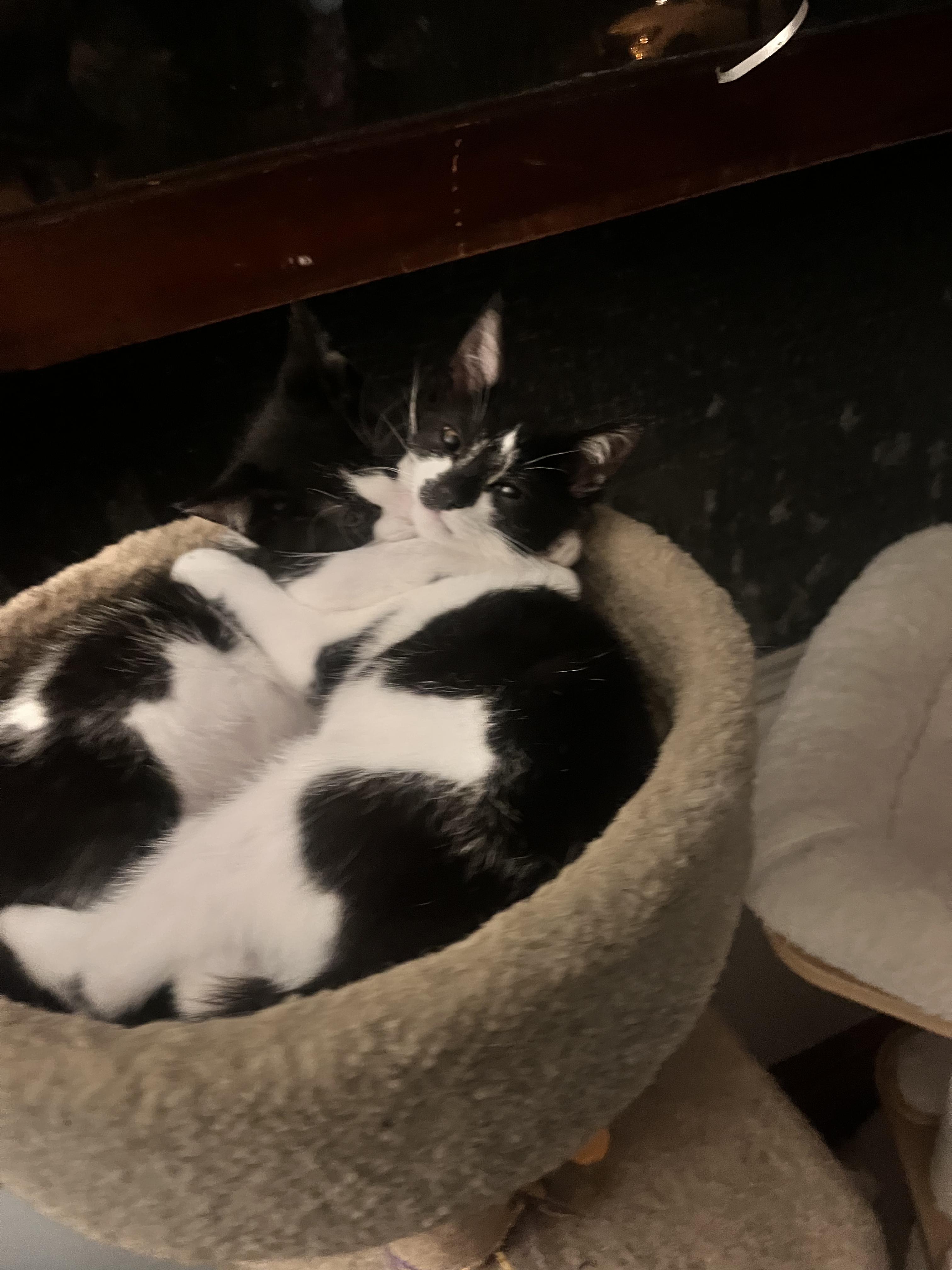The Boardgame Litter (TEN KITTENS)!!! photo 4