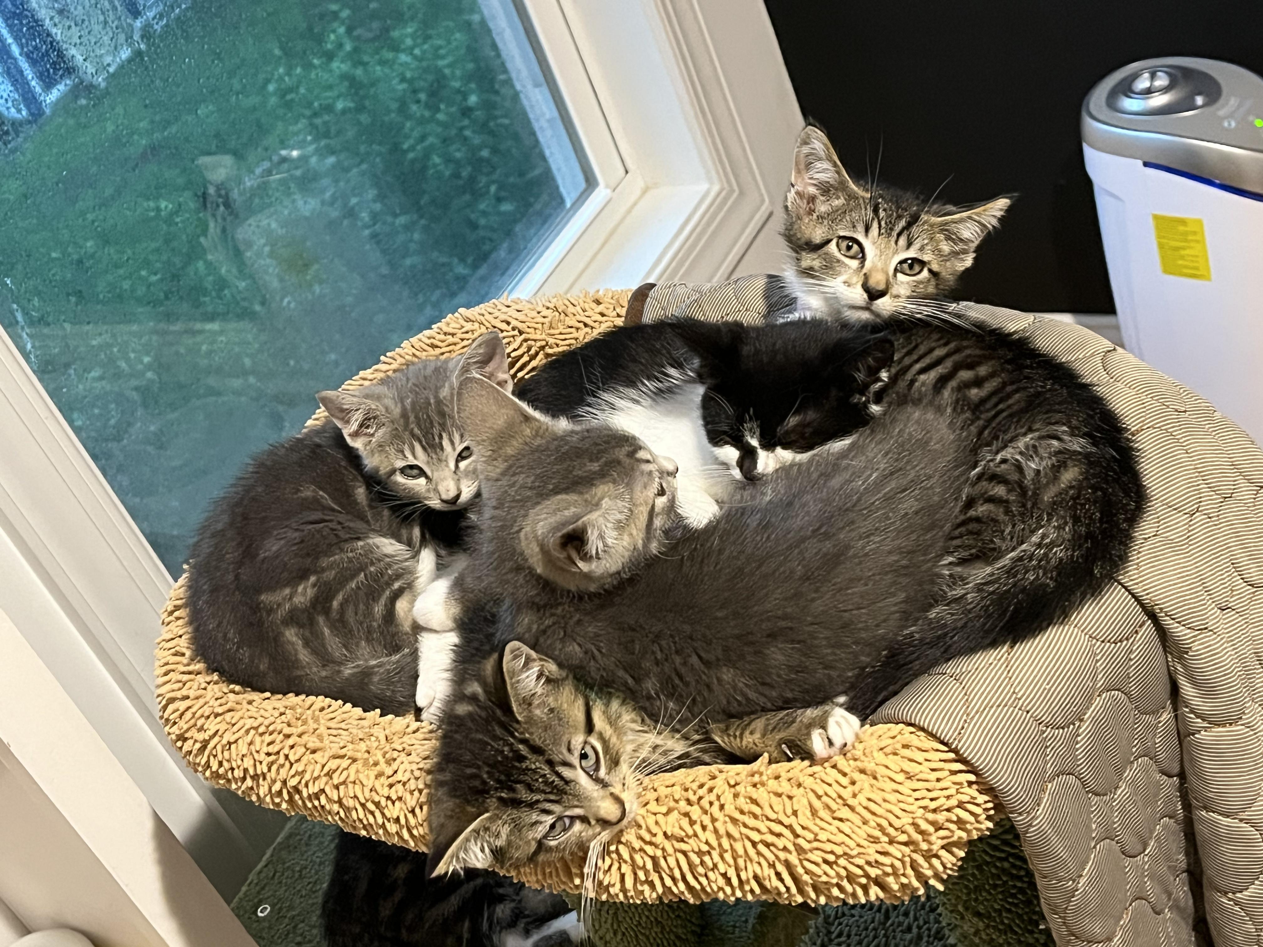 The Boardgame Litter (TEN KITTENS)!!! photo 2