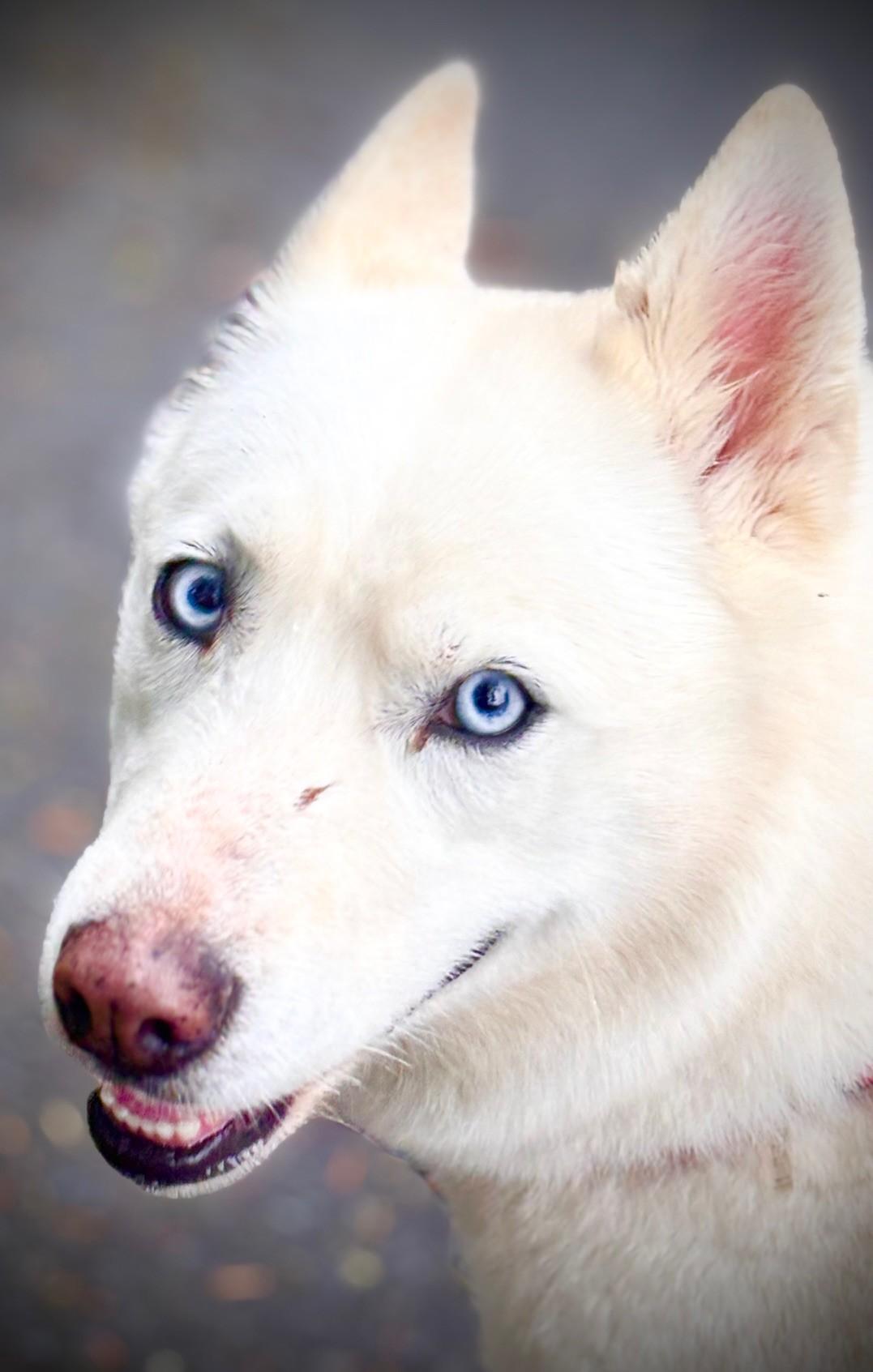 Enlarge Londyn, a ADOPTABLE Siberian Husky in Waldport, OR image 2/2