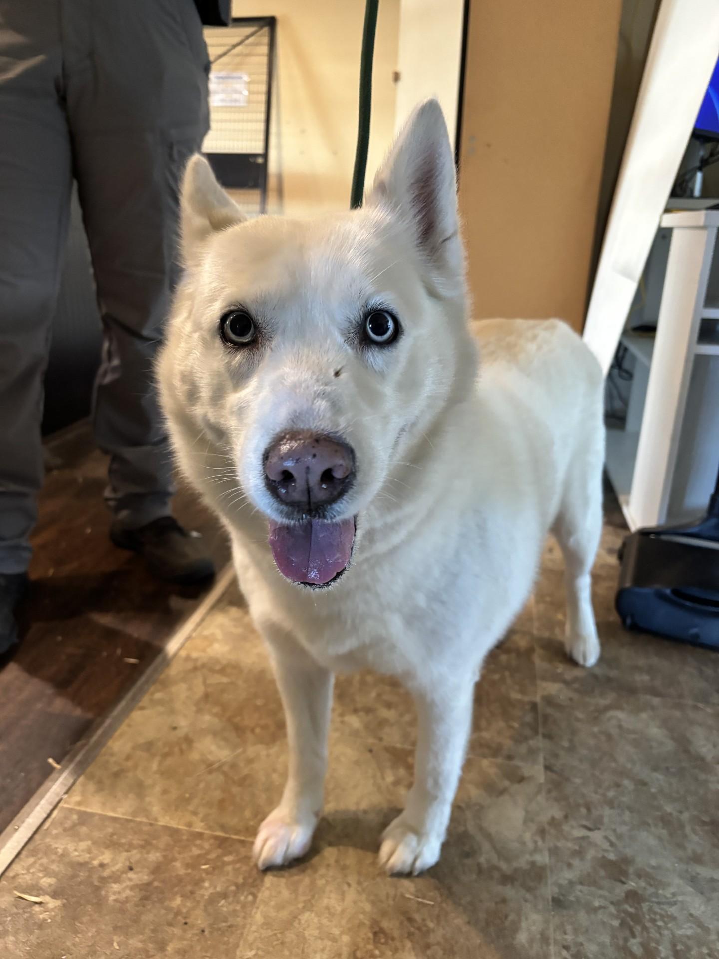 Londyn, ADOPTABLE, Adult Female Siberian Husky.