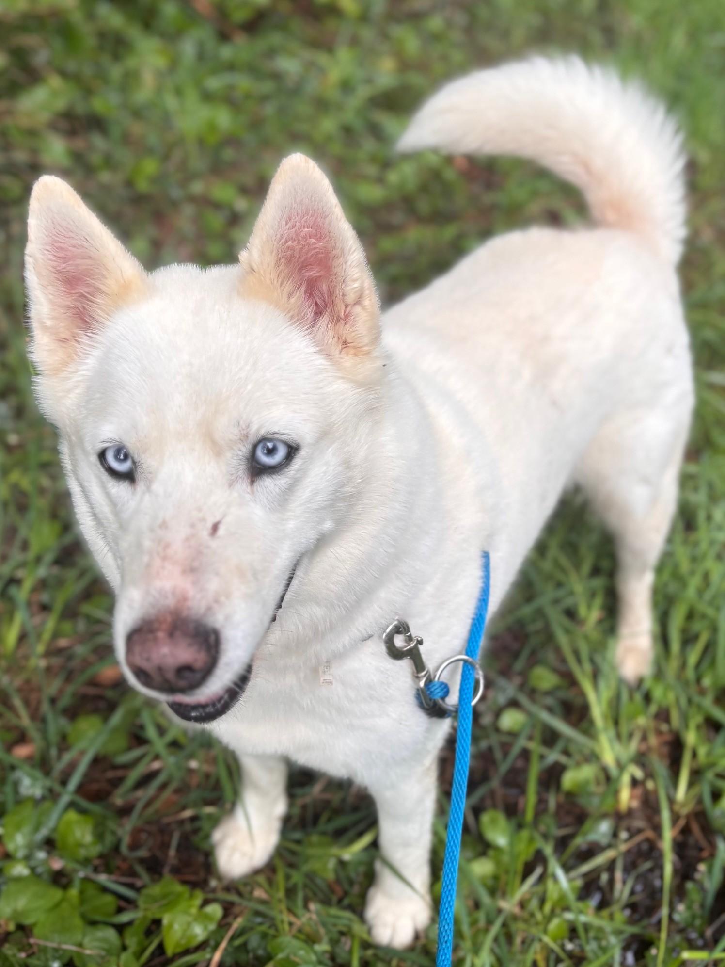 Londyn, ADOPTABLE, Adult Female Siberian Husky.