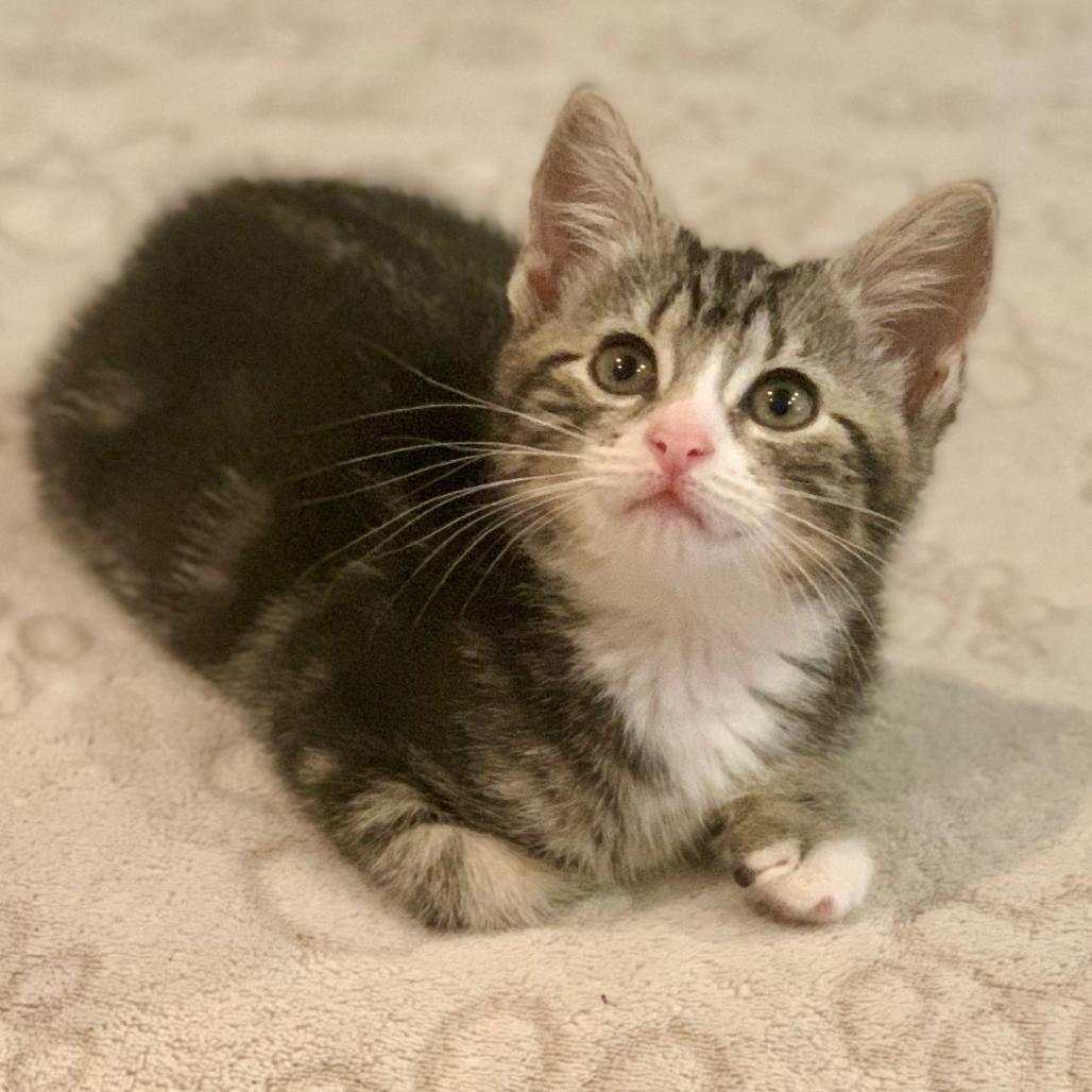 Enlarge Zena, a Adoptable Domestic Short Hair in Oceanside, NY image 1/4