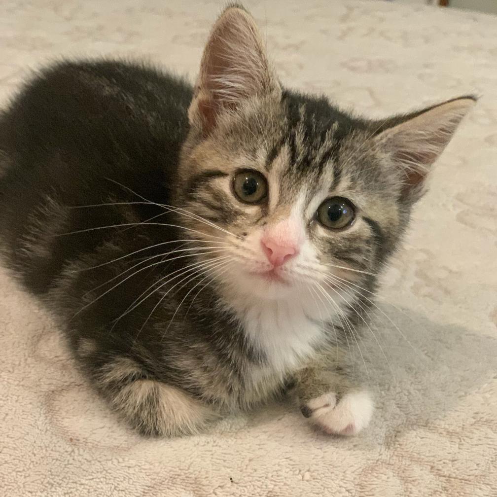 Enlarge Zena, a Adoptable Domestic Short Hair in Oceanside, NY image 2/4