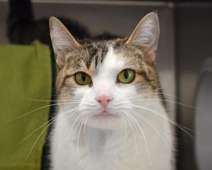 Maxine, Adoptable, Adult Female Domestic Short Hair.