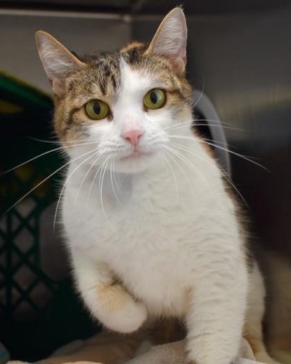 Enlarge Maxine, a Adoptable Domestic Short Hair in West Seneca, NY image 2/3