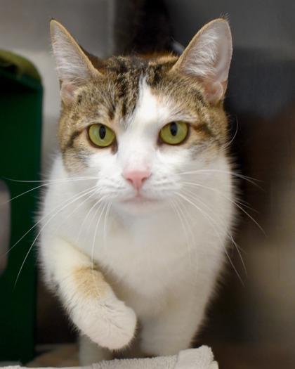 Enlarge Maxine, a Adoptable Domestic Short Hair in West Seneca, NY image 3/3