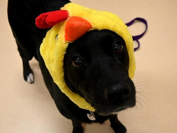 Enlarge Eeyore, a Adoptable mixed breed in Portland, OR image 1/4