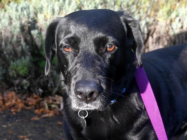 Enlarge Eeyore, a Adoptable mixed breed in Portland, OR image 2/4