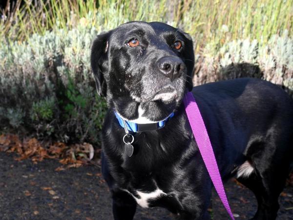 Enlarge Eeyore, a Adoptable mixed breed in Portland, OR image 3/4