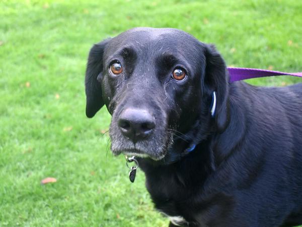 Enlarge Eeyore, a Adoptable mixed breed in Portland, OR image 4/4
