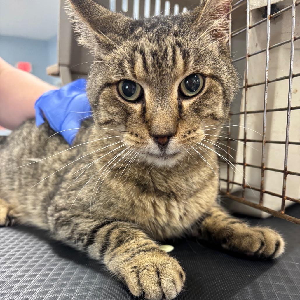 Tiger Martinez, Adoptable, Adult Male Domestic Short Hair.