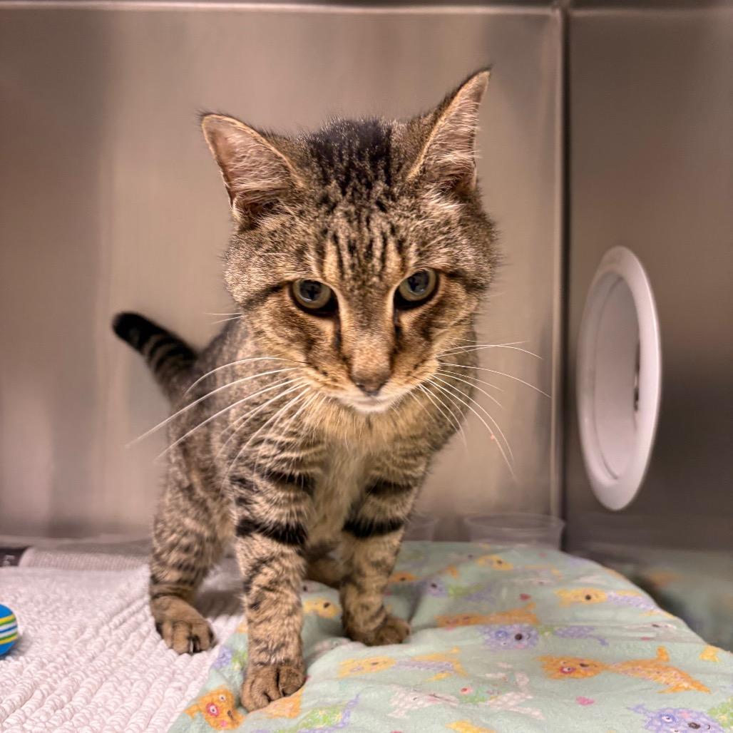 Tiger Martinez, a Adoptable Domestic Short Hair in Milton, FL image 2/2