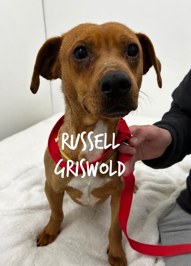 Enlarge Russell Griswold, a Adoptable mixed breed in Jacksonville, IL image 1/1