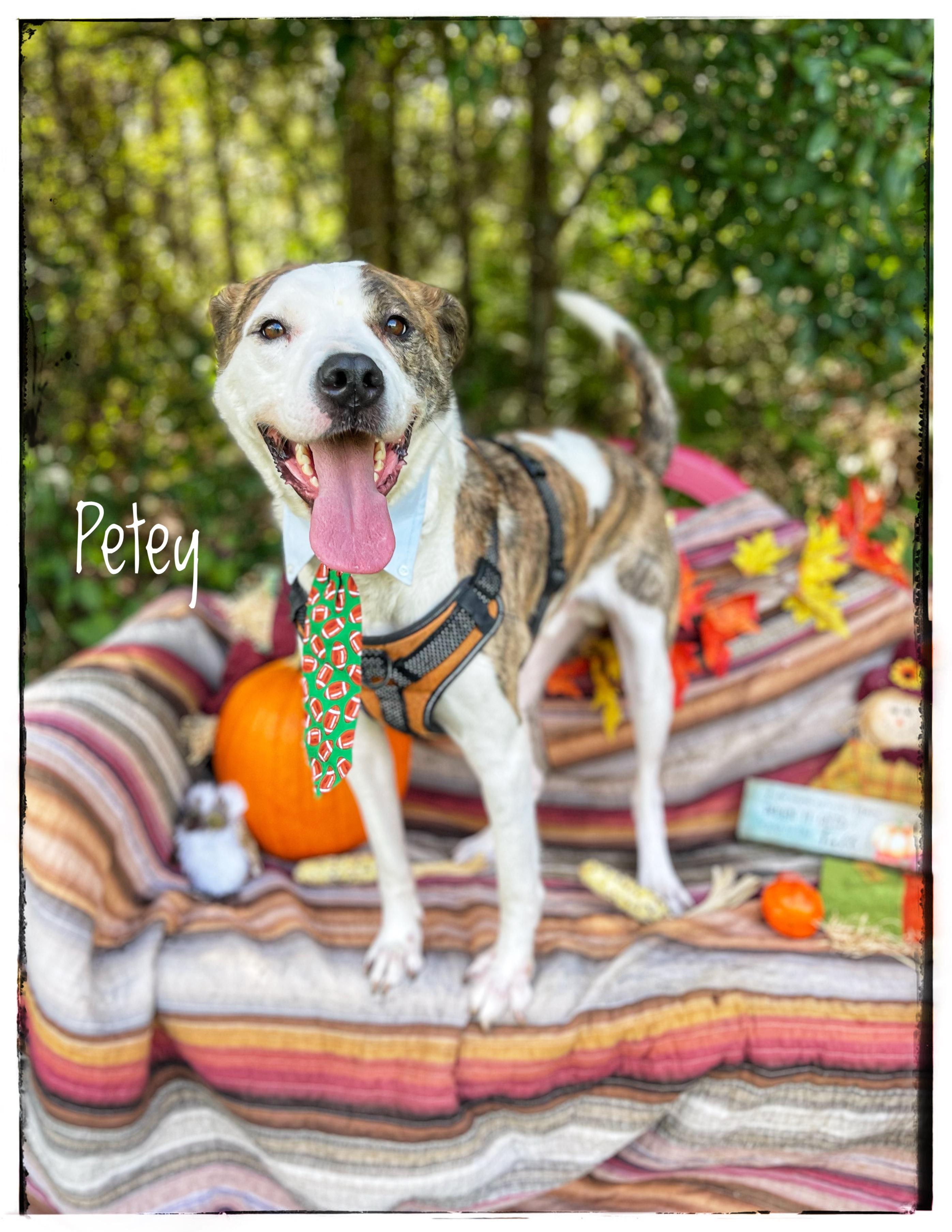 Petey photo