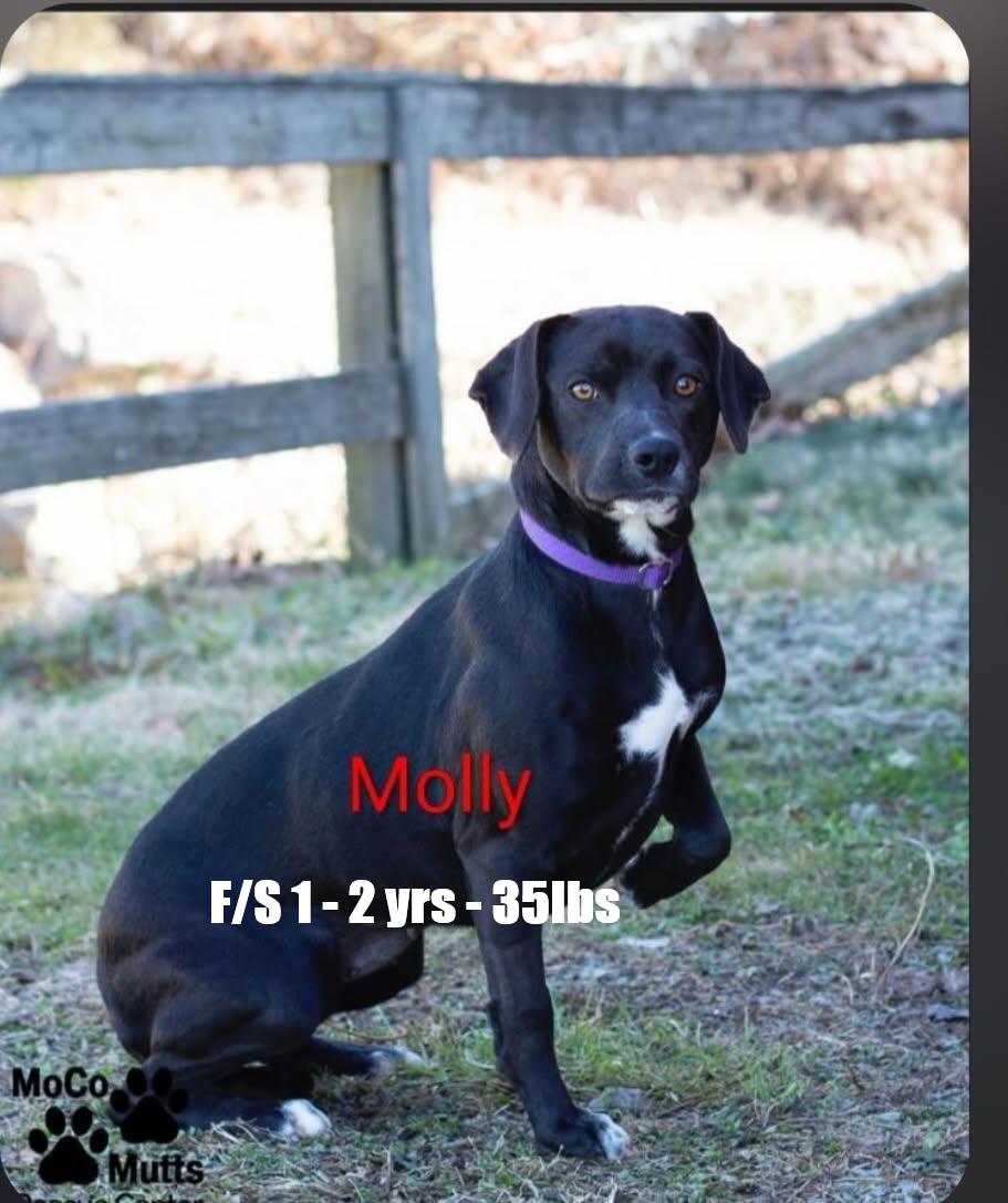 Enlarge Molly - arriving 2/21/26 around 10 am, a ADOPTABLE mixed breed in Chardon, OH image 1/1