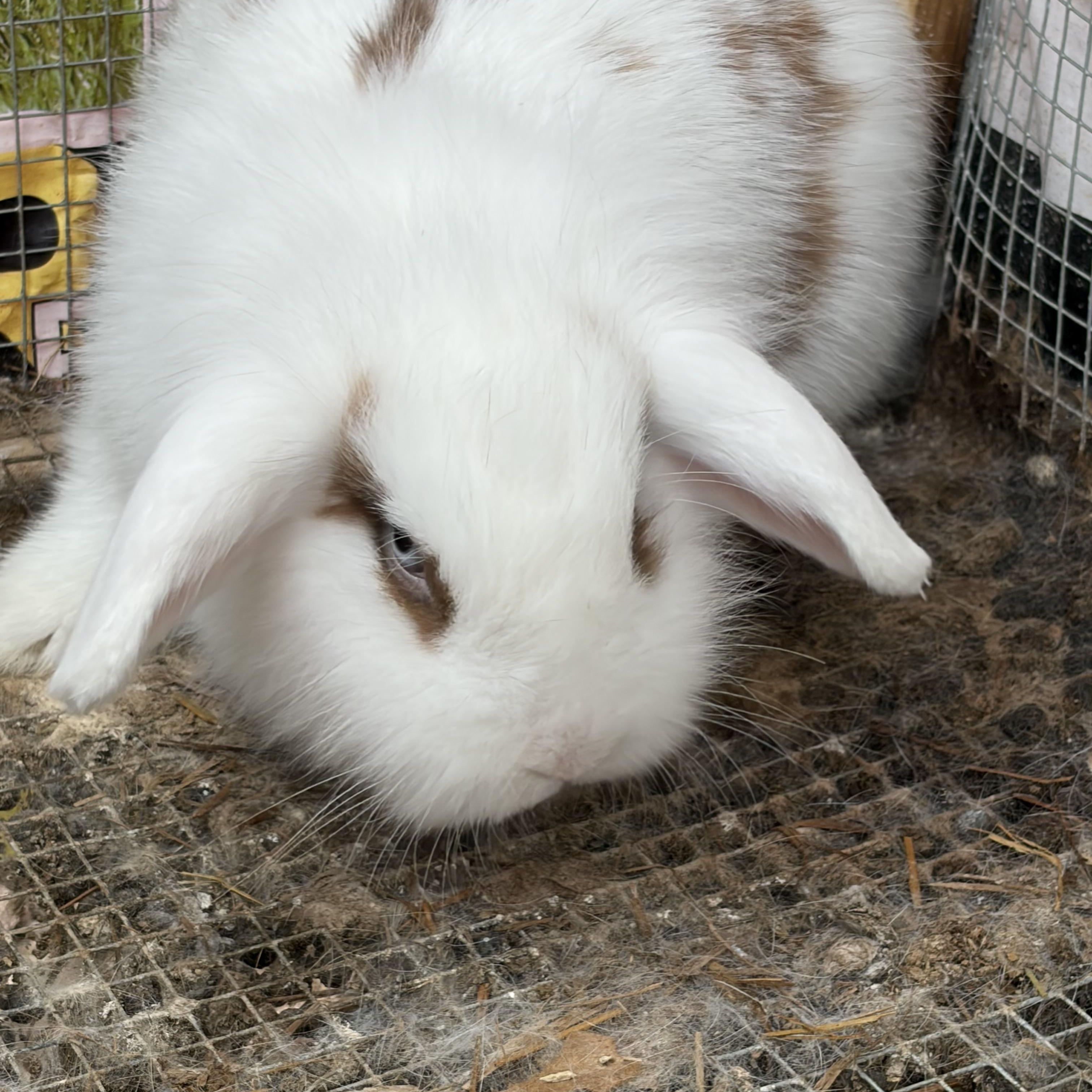 Enlarge Caramel Crunch & Butterscotch (bonded mother/daughter), a ADOPTABLE mixed breed in Birdsboro, PA image 3/4