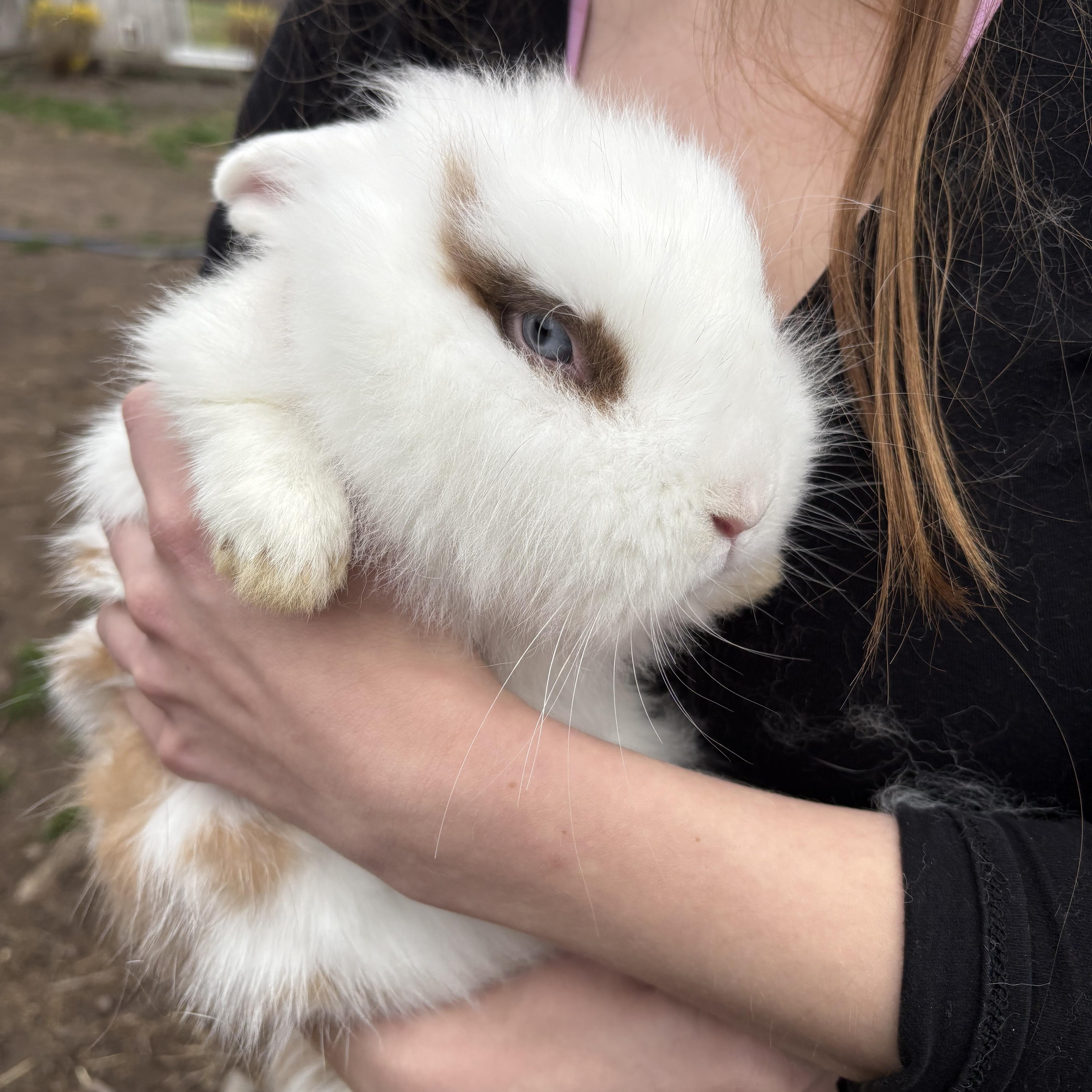 Enlarge Caramel Crunch & Butterscotch (bonded mother/daughter), a ADOPTABLE mixed breed in Birdsboro, PA image 4/4