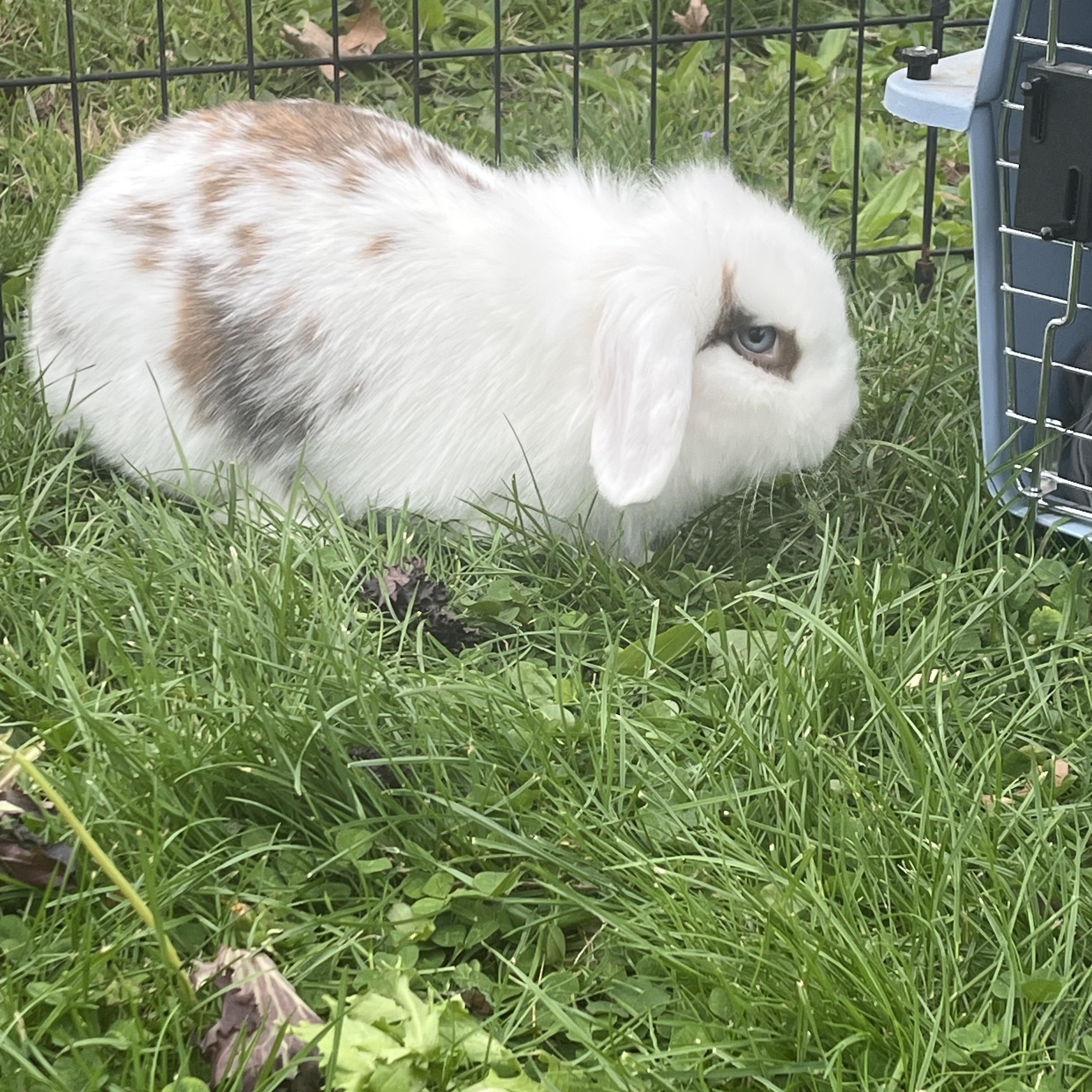 Caramel Crunch & Butterscotch (bonded mother/daughter), a ADOPTABLE mixed breed in Birdsboro, PA image 5/6