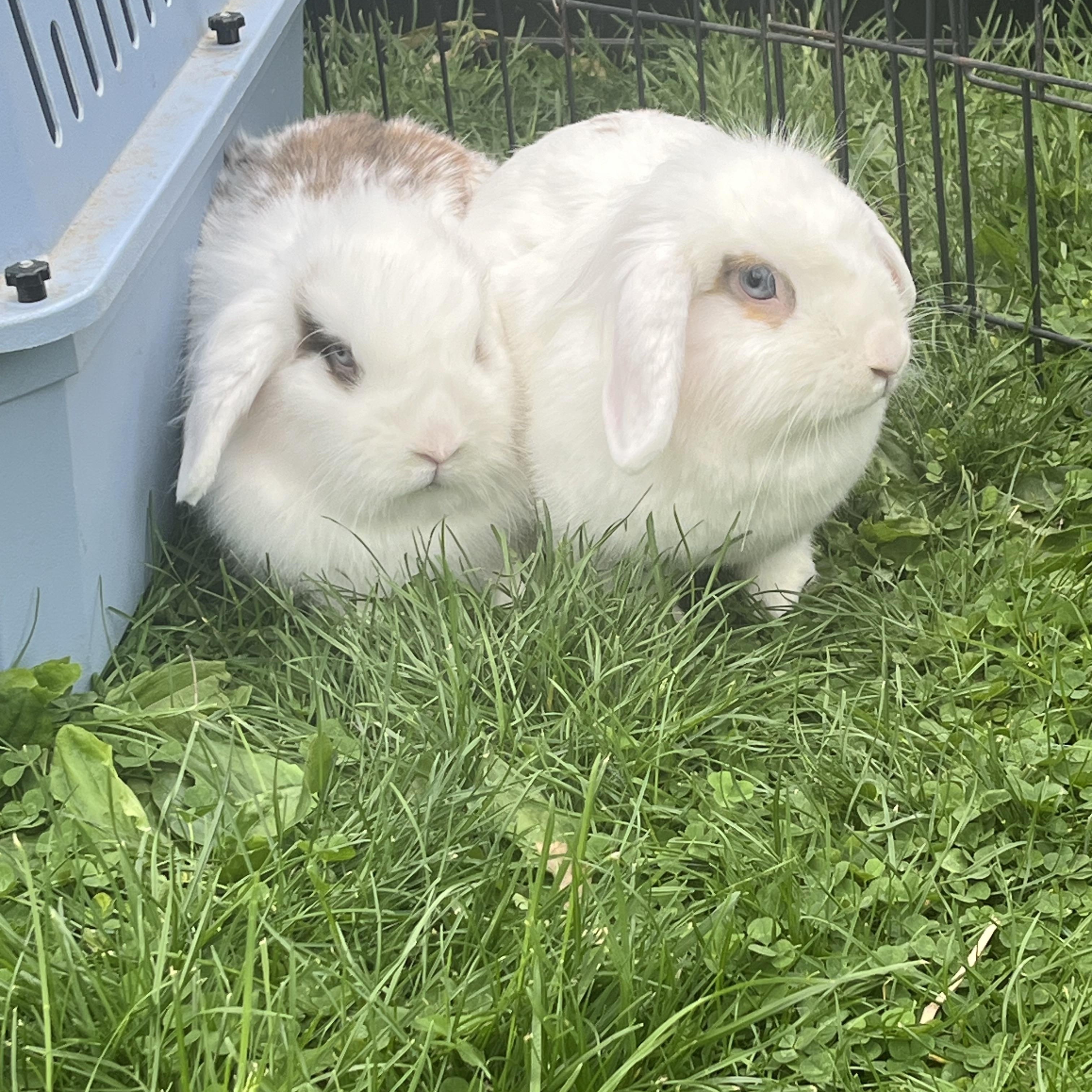 Caramel Crunch & Butterscotch (bonded mother/daughter), a ADOPTABLE mixed breed in Birdsboro, PA image 6/6