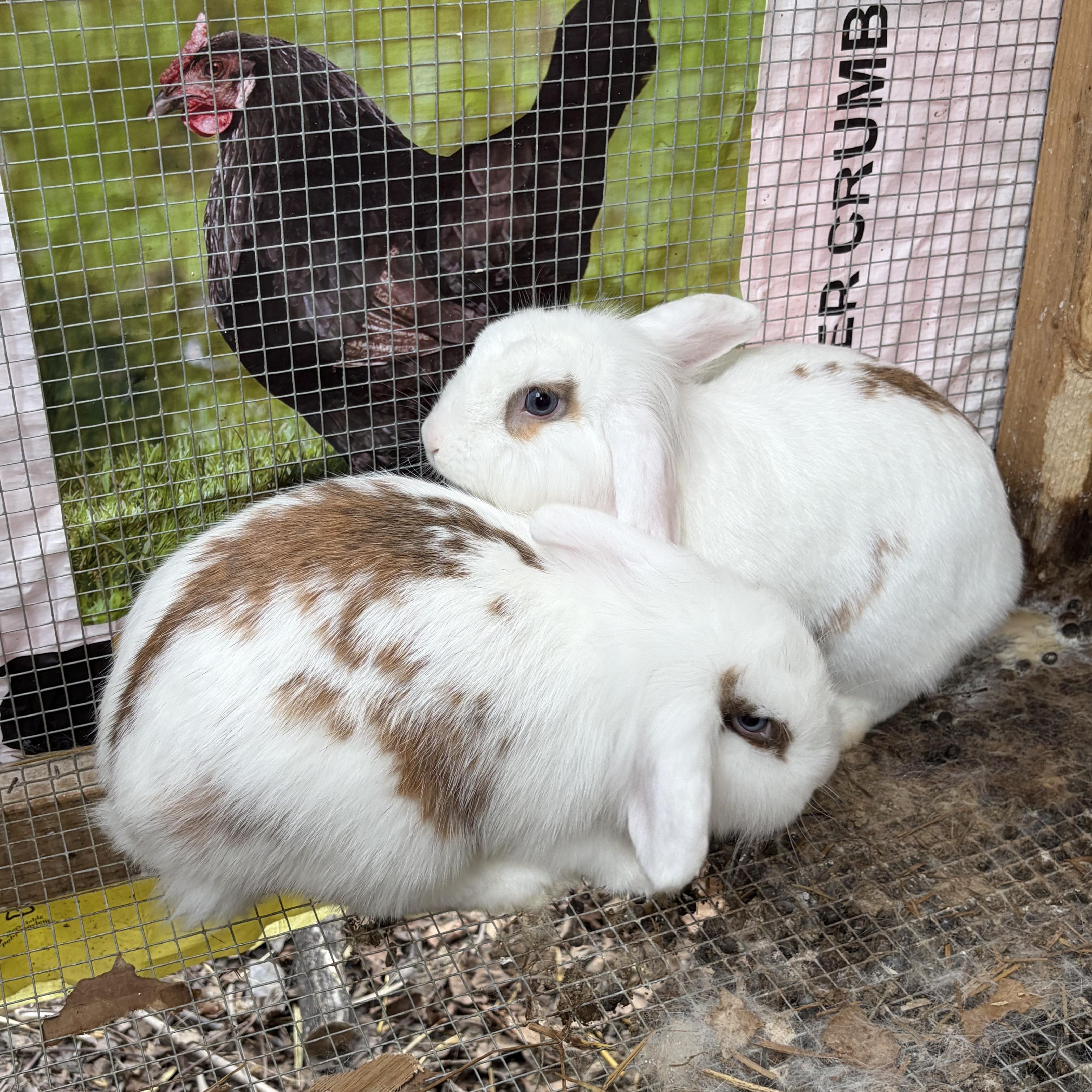 Enlarge Caramel Crunch & Butterscotch (bonded mother/daughter), a ADOPTABLE mixed breed in Birdsboro, PA image 2/4