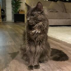 Enlarge Paisley Cat F NV, a Adoptable Domestic Short Hair in Las Vegas, NV image 1/5