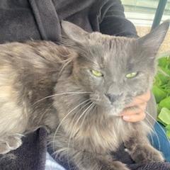 Enlarge Paisley Cat F NV, a Adoptable Domestic Short Hair in Las Vegas, NV image 3/5