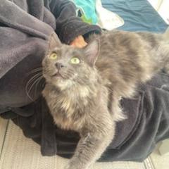 Enlarge Paisley Cat F NV, a Adoptable Domestic Short Hair in Las Vegas, NV image 4/5