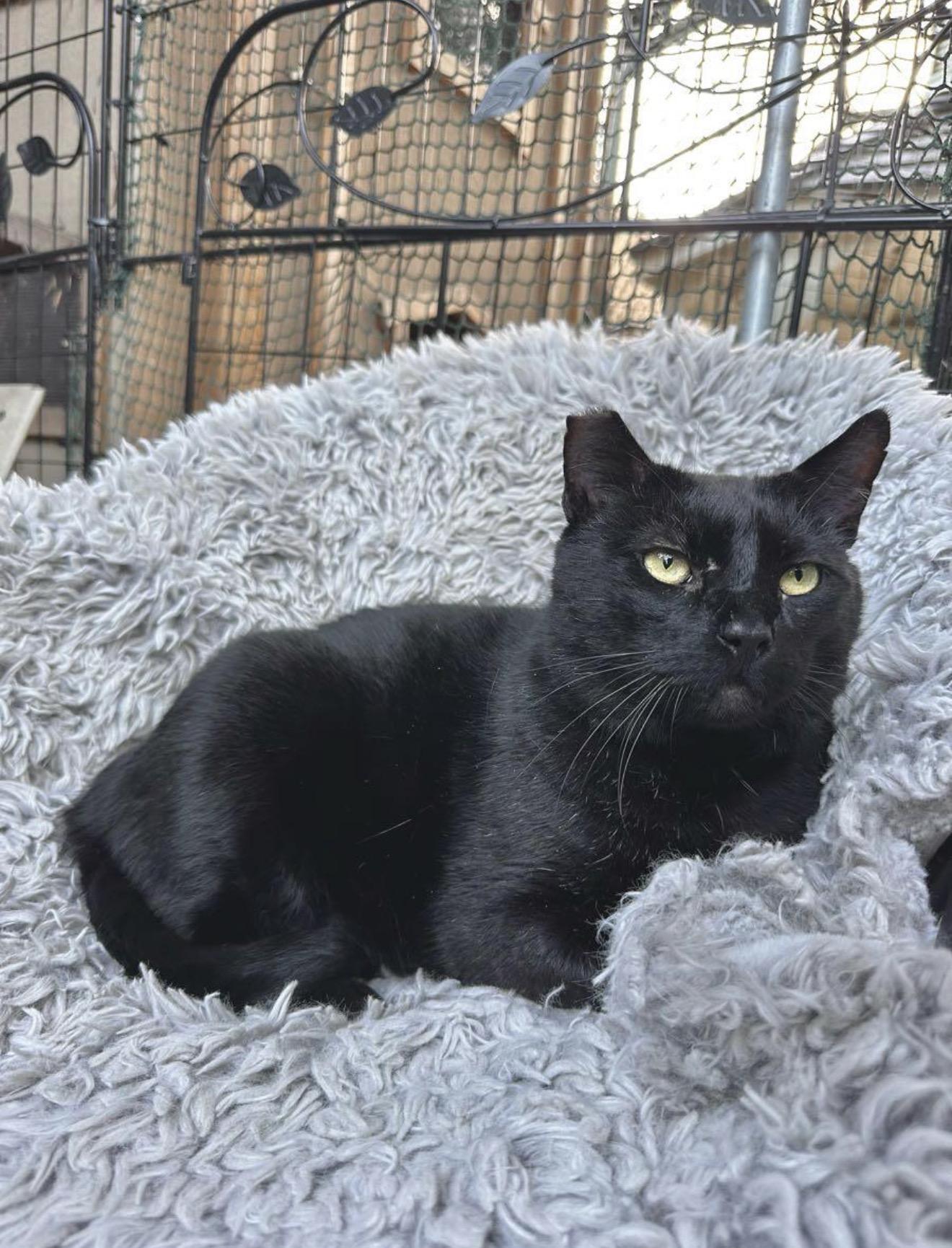 Enlarge Jade & Lucky (Bonded Pair), a ADOPTABLE Domestic Medium Hair in San Diego, CA image 4/5