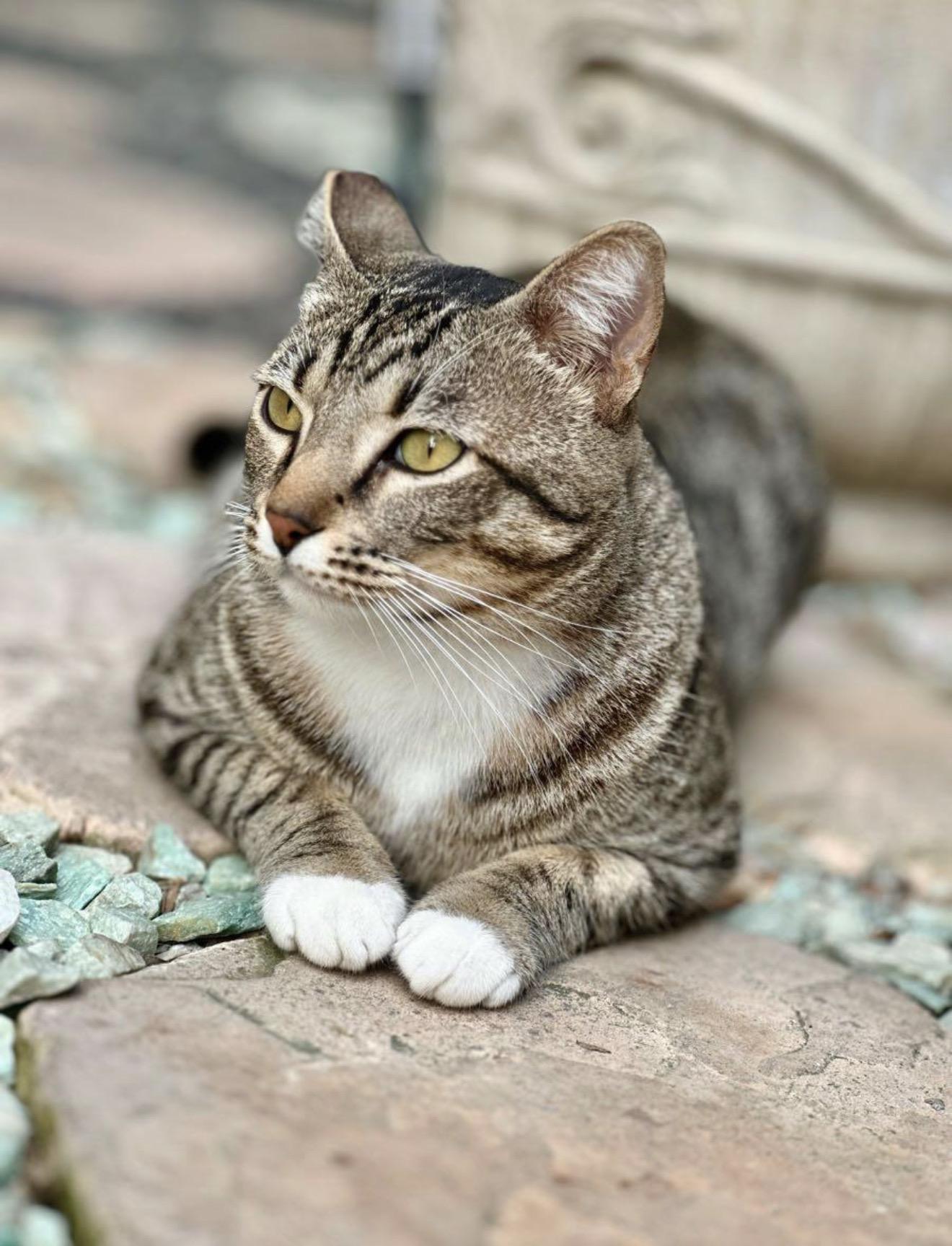Enlarge Jade & Lucky (Bonded Pair), a ADOPTABLE Domestic Medium Hair in San Diego, CA image 3/5
