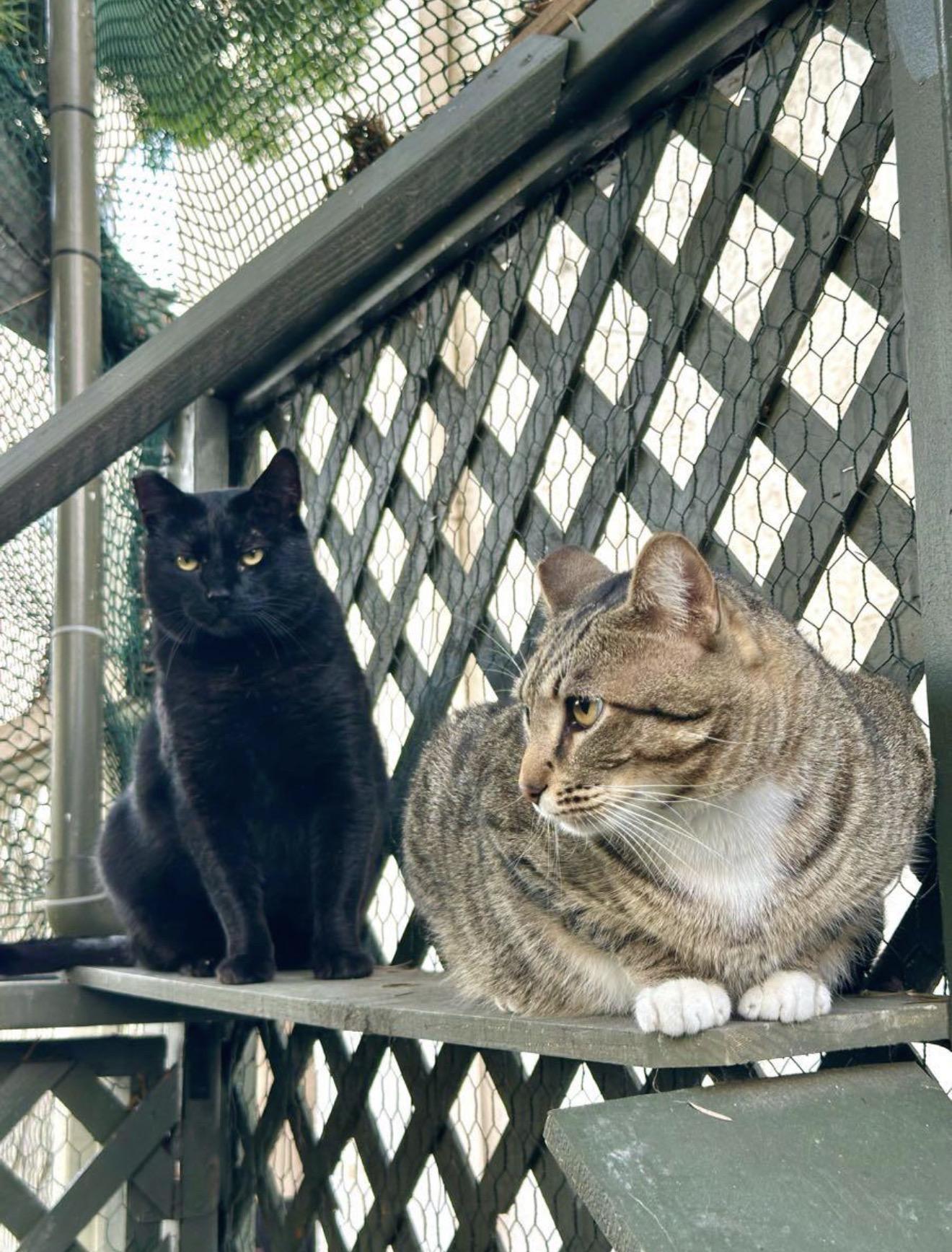 Jade & Lucky (Bonded Pair), ADOPTABLE, Adult Male Domestic Medium Hair.