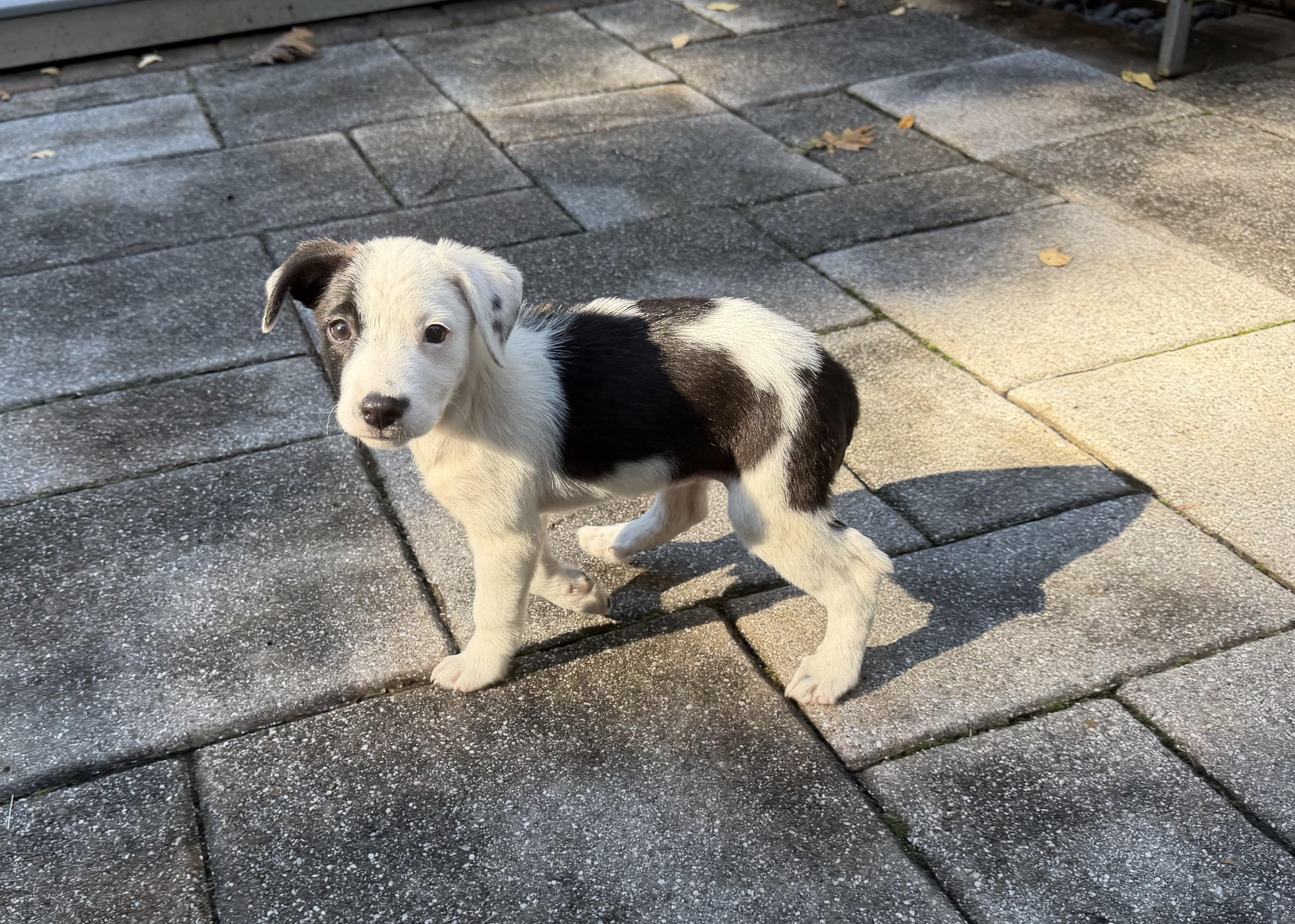 Ava has been Adopted, Adoptable, Puppy Female Collie & Terrier.