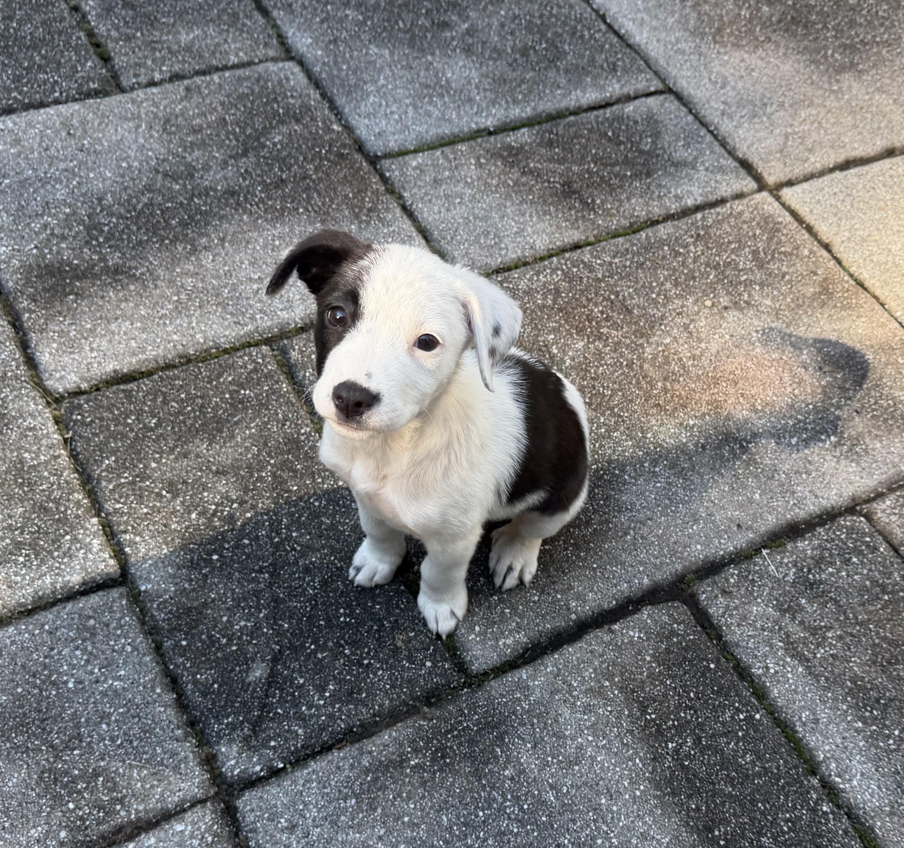 Enlarge Ava has been Adopted, a Adoptable mixed breed in Randolph, NJ image 5/6