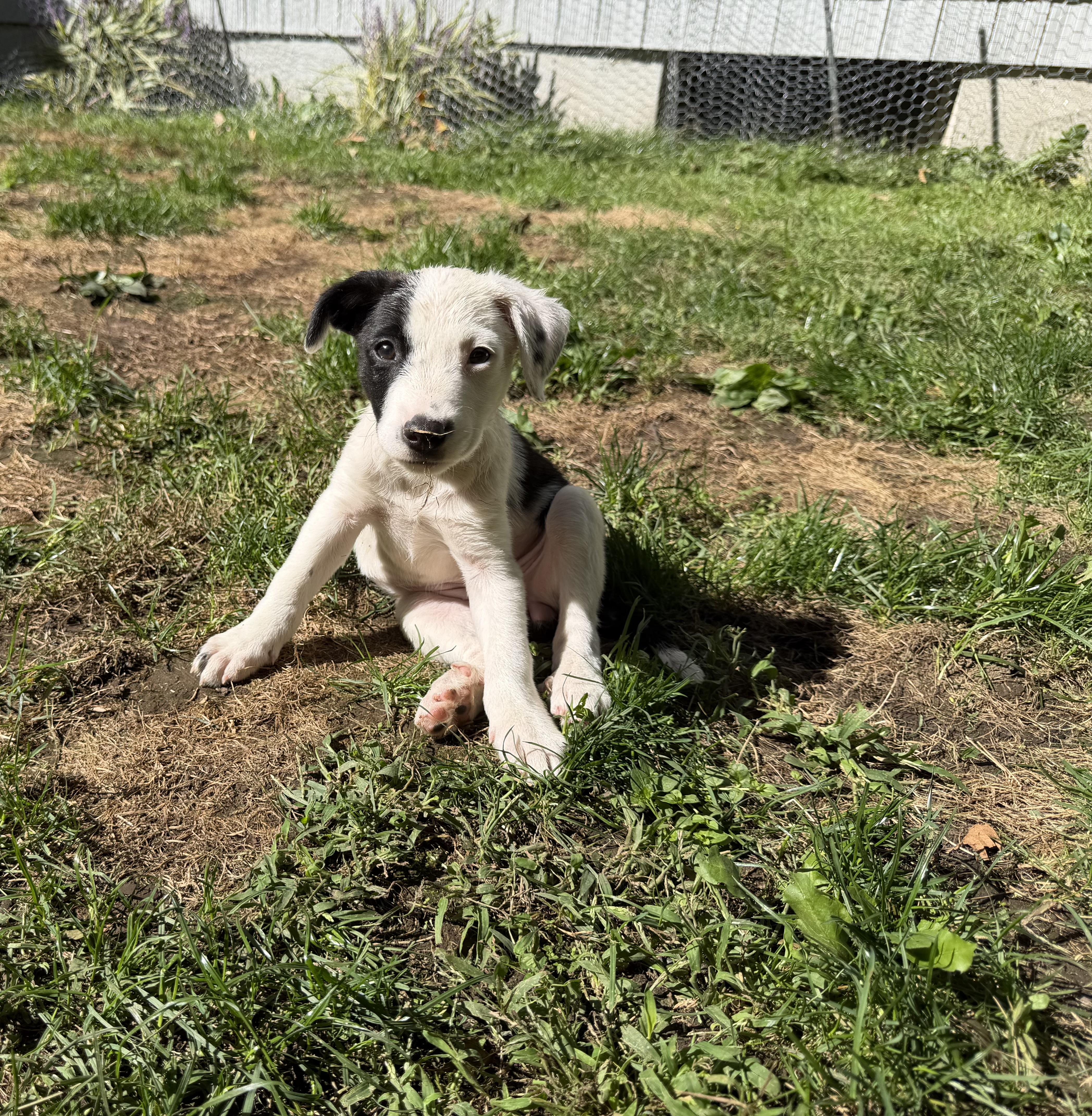 Enlarge Ava has been Adopted, a Adoptable mixed breed in Randolph, NJ image 3/6