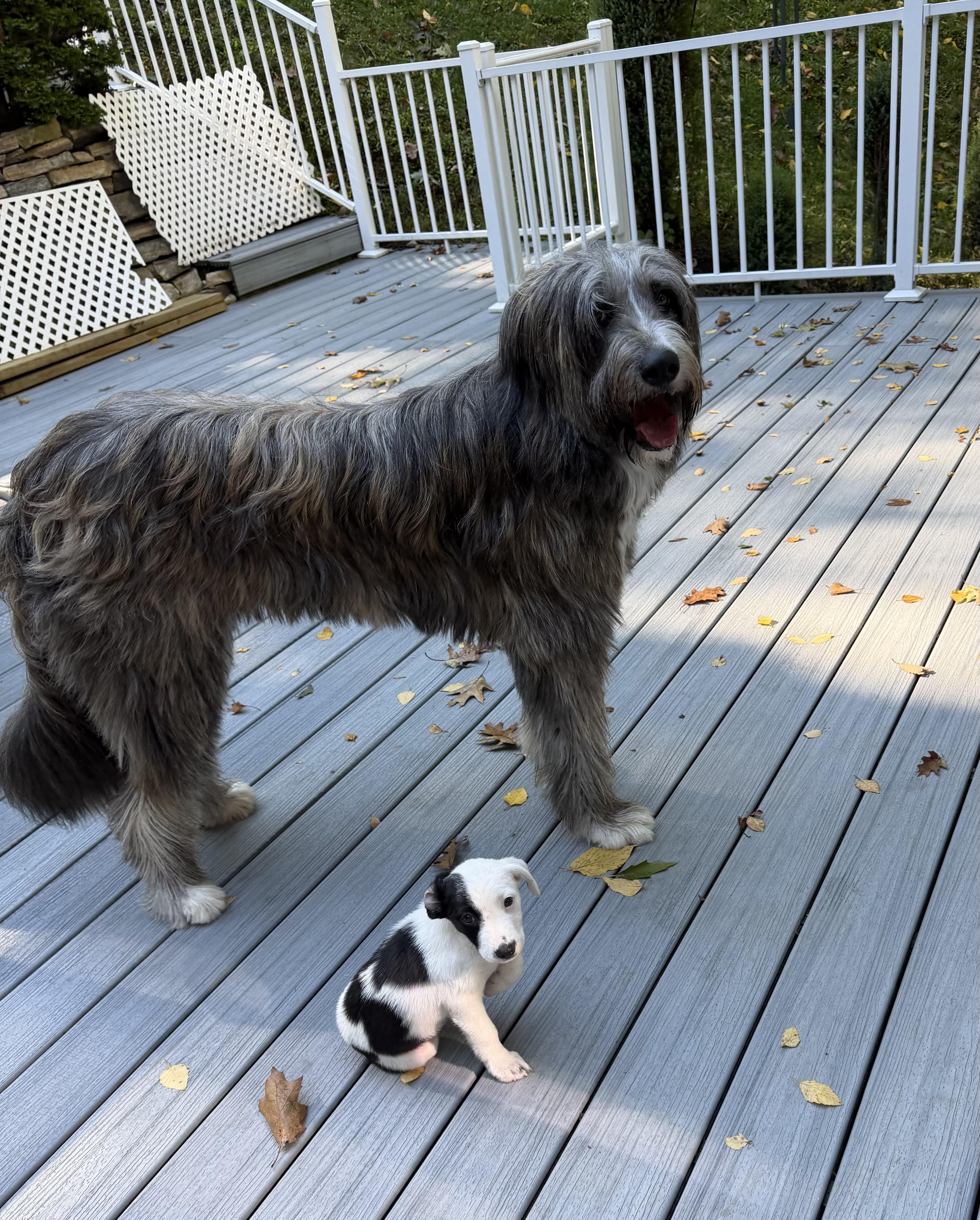 Enlarge Ava has been Adopted, a Adoptable mixed breed in Randolph, NJ image 4/6