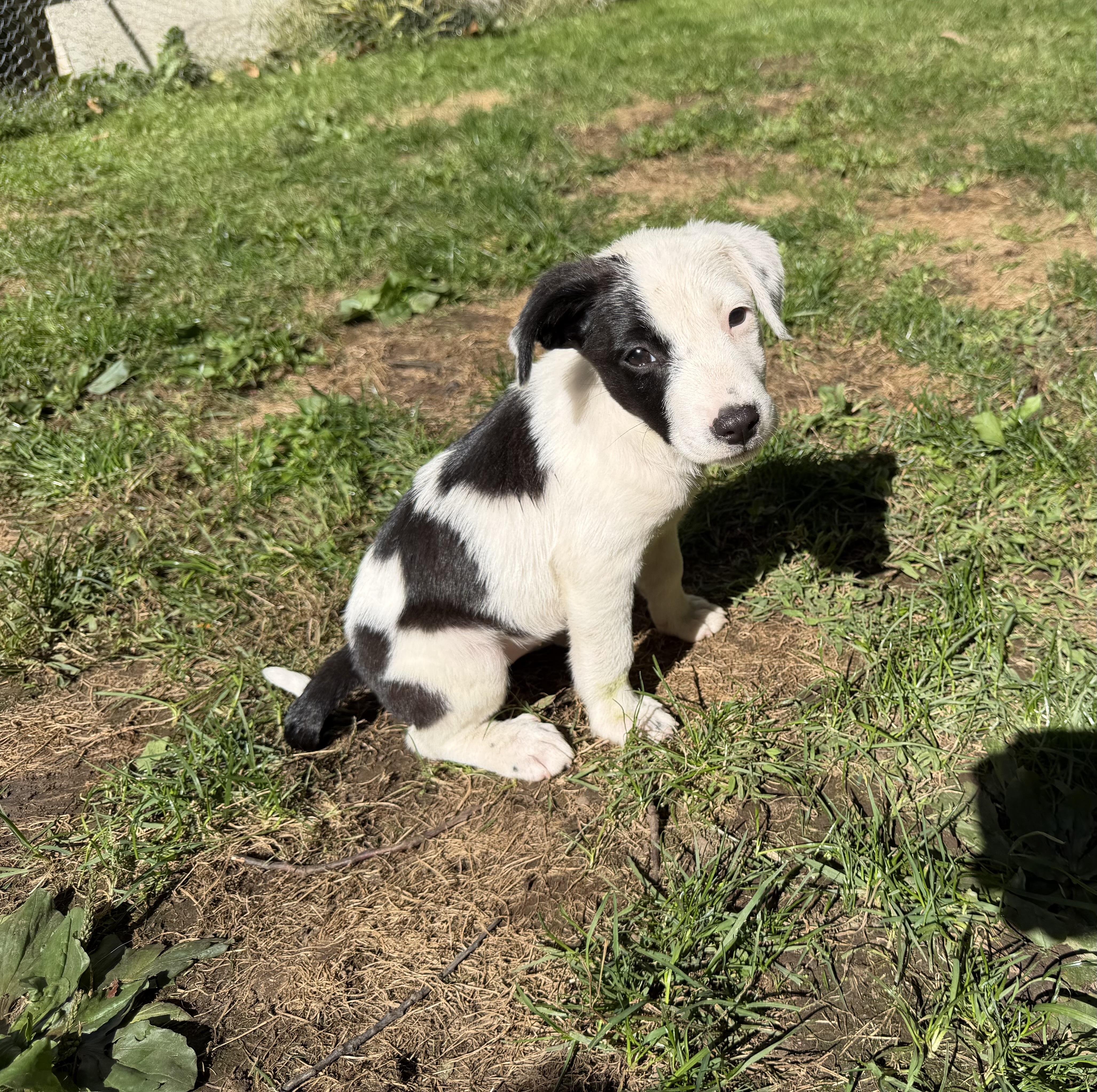 Enlarge Ava has been Adopted, a Adoptable mixed breed in Randolph, NJ image 2/6