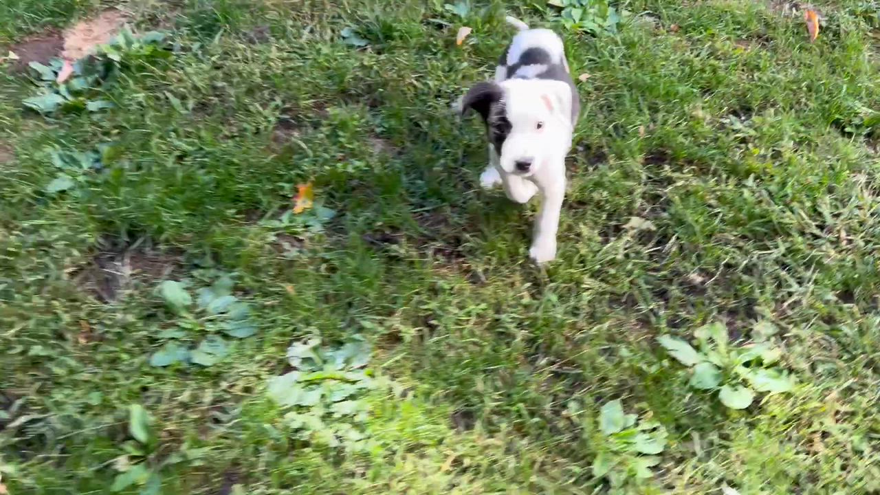 Enlarge Ava has been Adopted, a Adoptable mixed breed in Randolph, NJ video 6/6