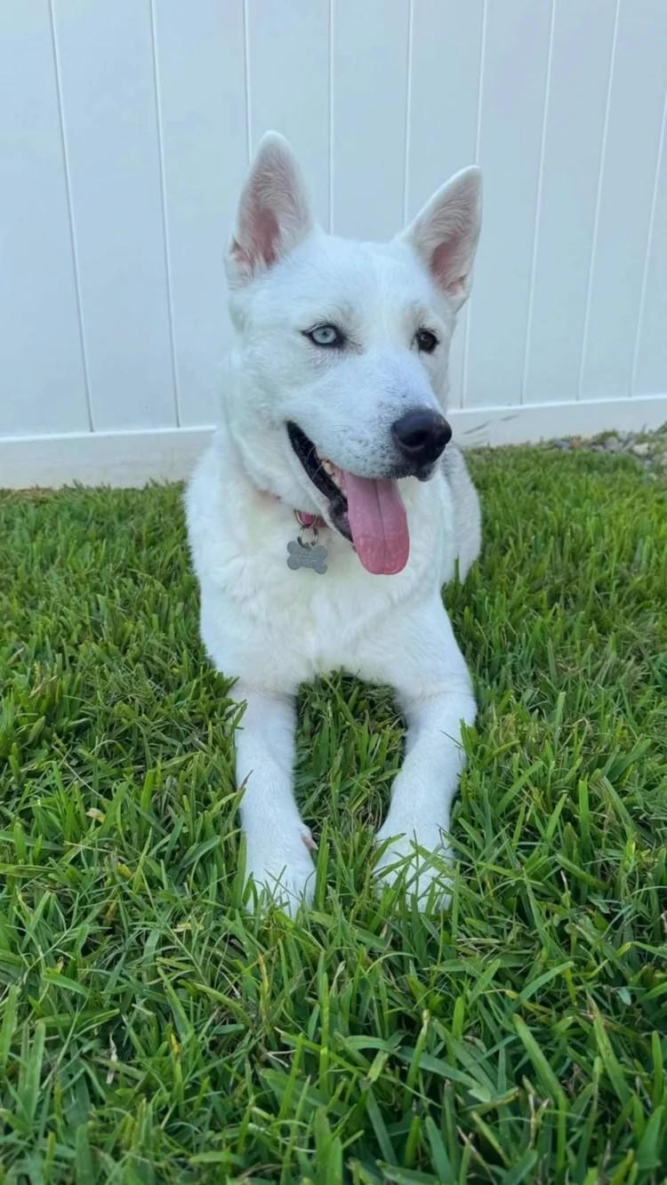 Lily Rose, Adoptable, Adult Female Siberian Husky.