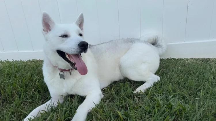 Lily Rose, a Adoptable Siberian Husky in Winter Springs, FL image 3/3